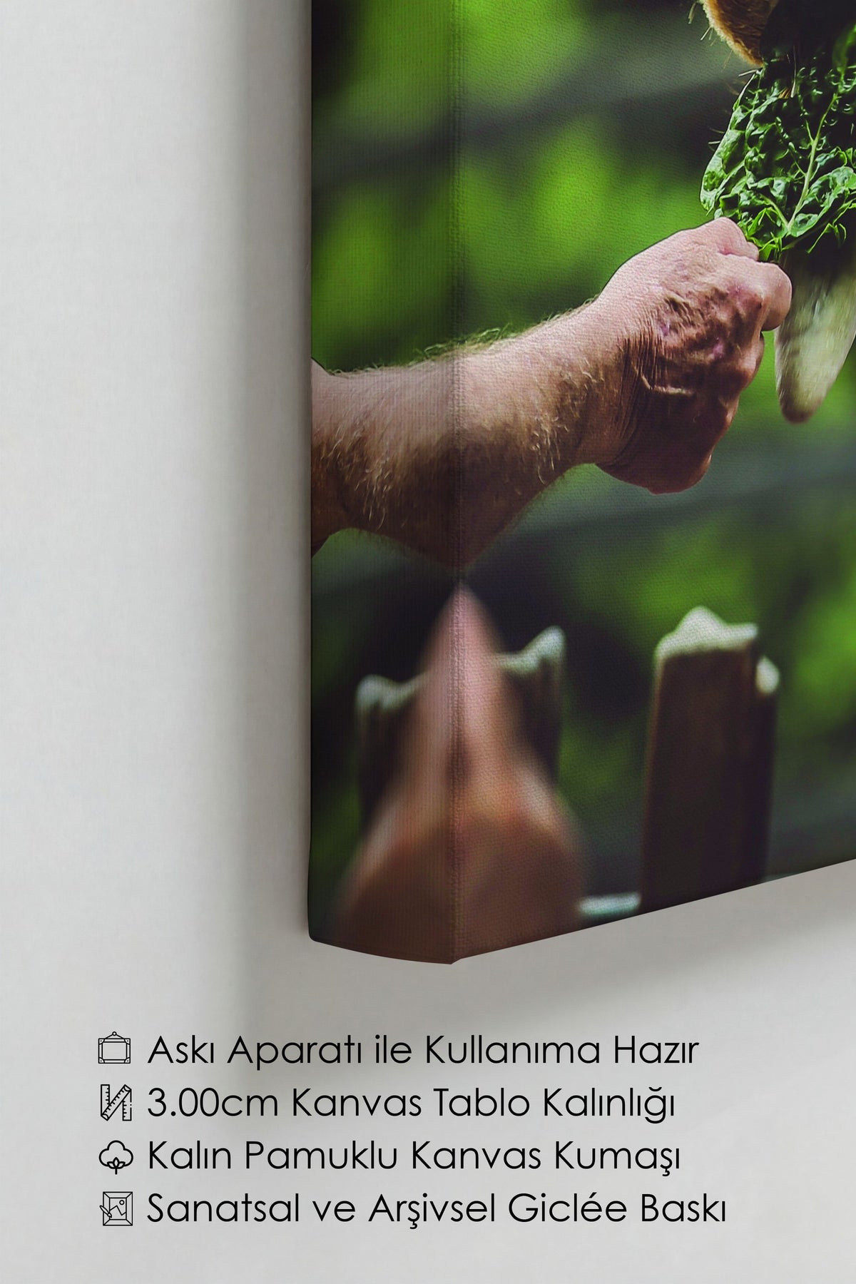 Zürafa Besleme Fotoğraf Kanvas Tablo