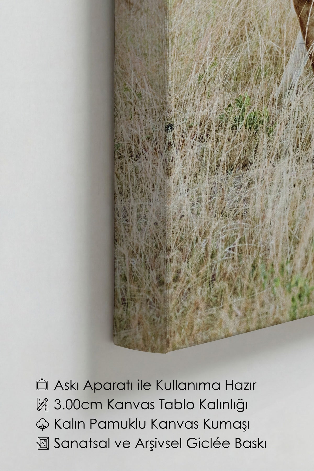 Doğa Manzarasında Aslan Fotoğraf Kanvas Tablo