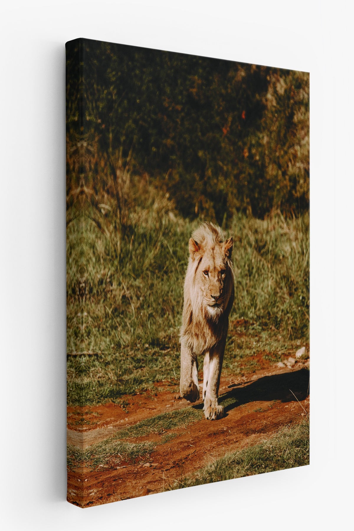 Ormanda Yürüyen Aslan Fotoğraf Kanvas Tablo