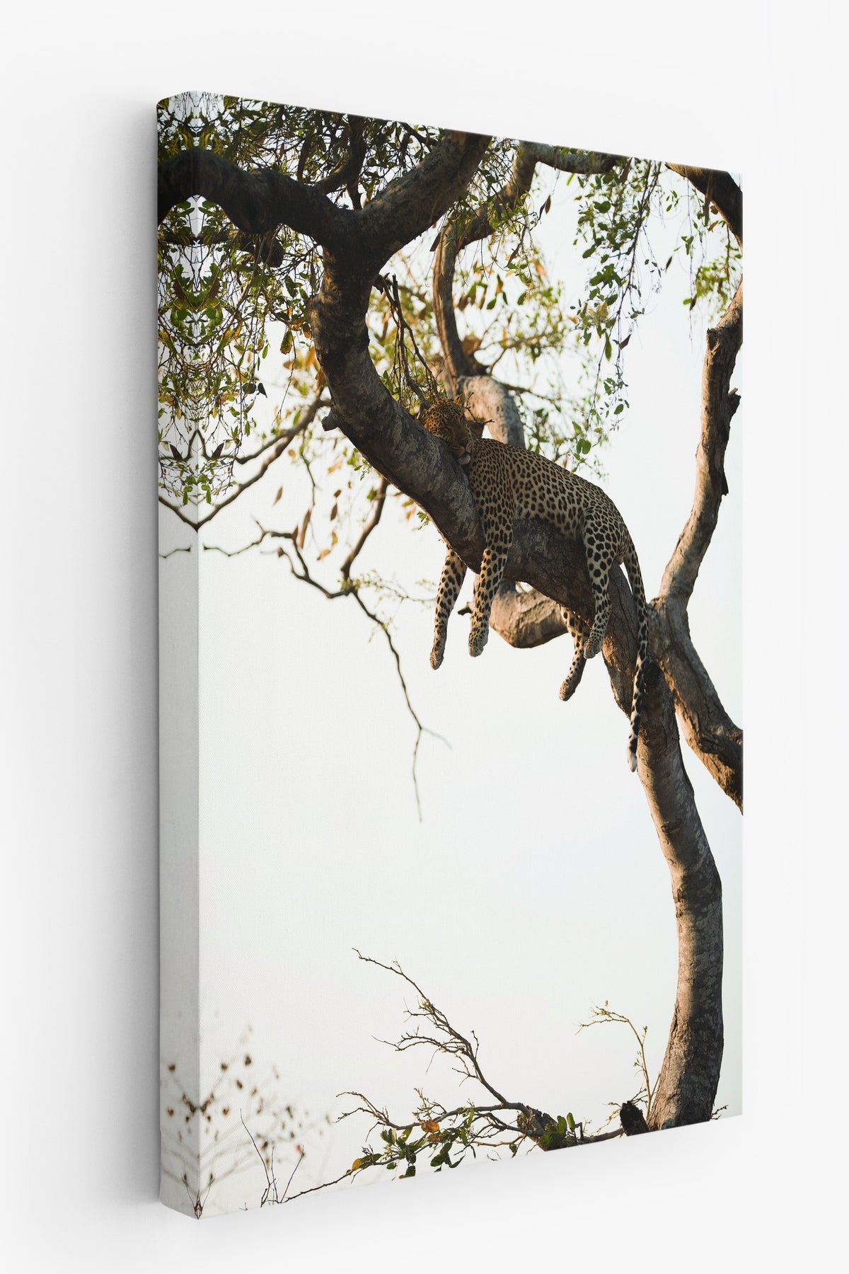 Ağaçta Dinlenen Leopar Fotoğraf Kanvas Tablo