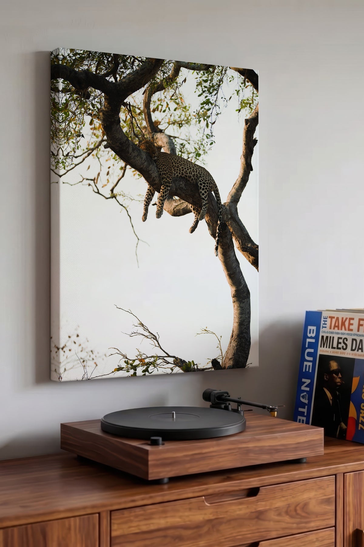 Ağaçta Dinlenen Leopar Fotoğraf Kanvas Tablo