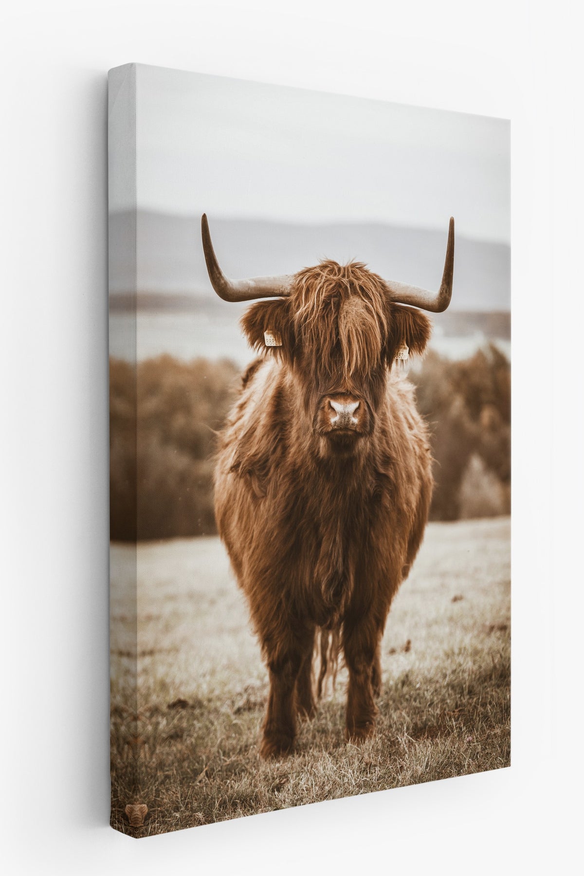 Highland İnek Portresi Rustic Kanvas Tablo
