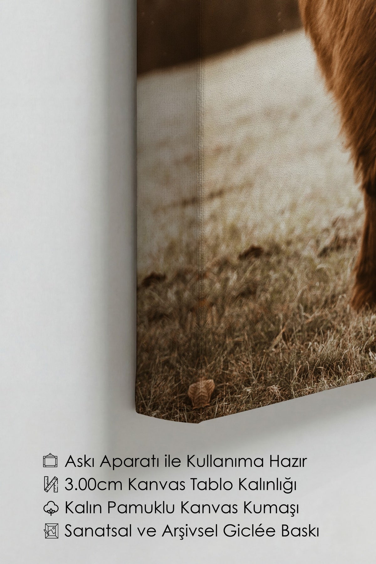 Highland İnek Portresi Rustic Kanvas Tablo
