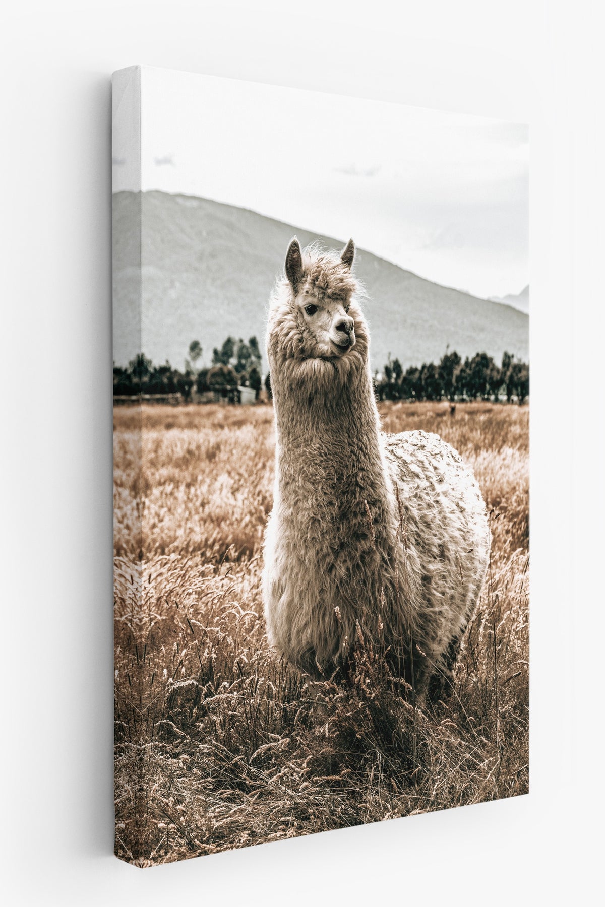 Doğada Lama Rustic Kanvas Tablo