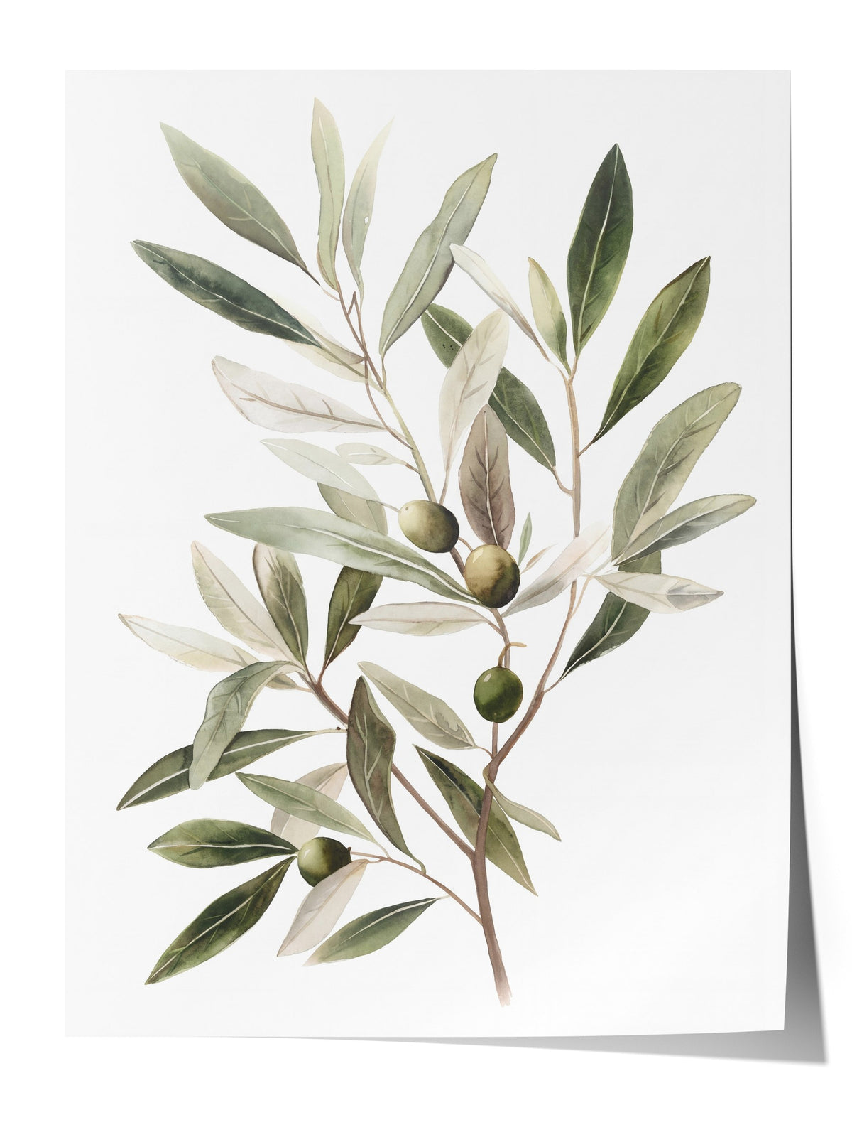 Suluboya Zeytin Dalı Çerçevesiz Poster