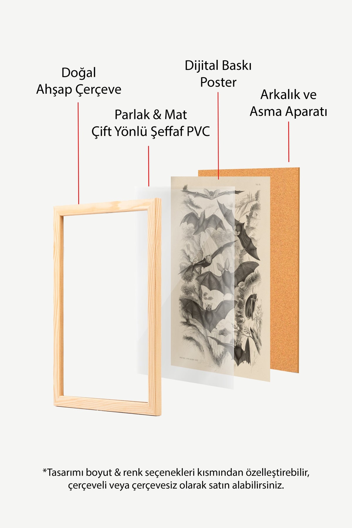 Yarasa Türleri Bilimsel Çizimi Poster – Ahşap Çerçeveli Tablo