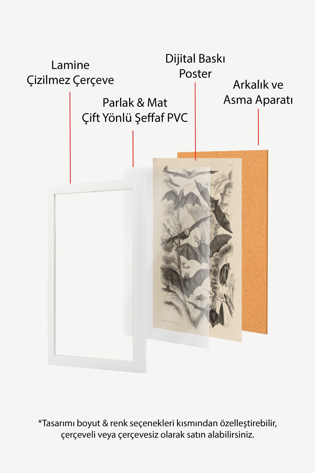 Yarasa Türleri Bilimsel Çizimi Poster – Beyaz Çerçeveli Tablo