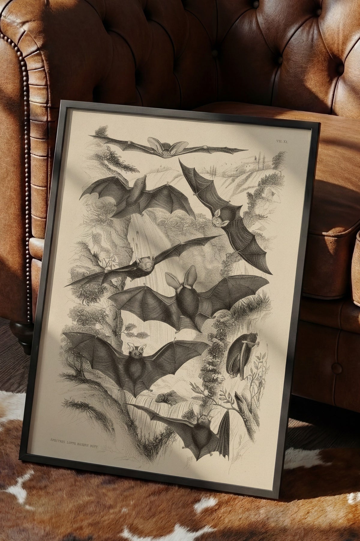 Yarasa Türleri Bilimsel Çizimi Poster – Siyah Çerçeveli Tablo