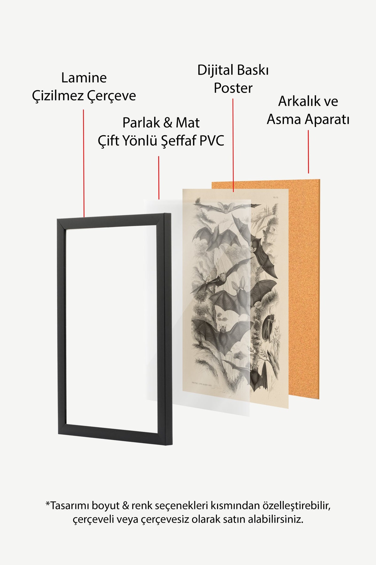 Yarasa Türleri Bilimsel Çizimi Poster – Siyah Çerçeveli Tablo