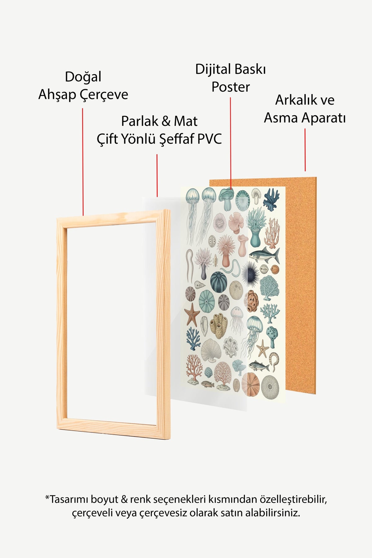 Deniz Canlıları Koleksiyonu Poster – Ahşap Çerçeveli Tablo