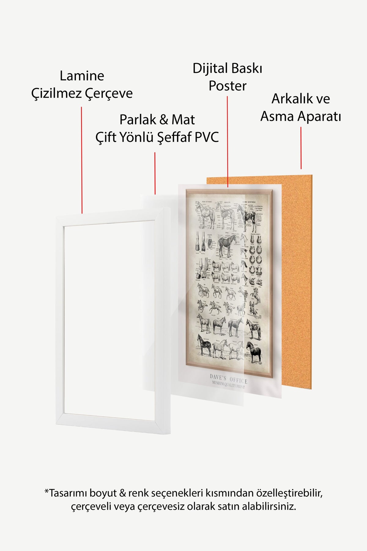 At Anatomisi Bilimsel Çizim Serisi Poster – Beyaz Çerçeveli Tablo