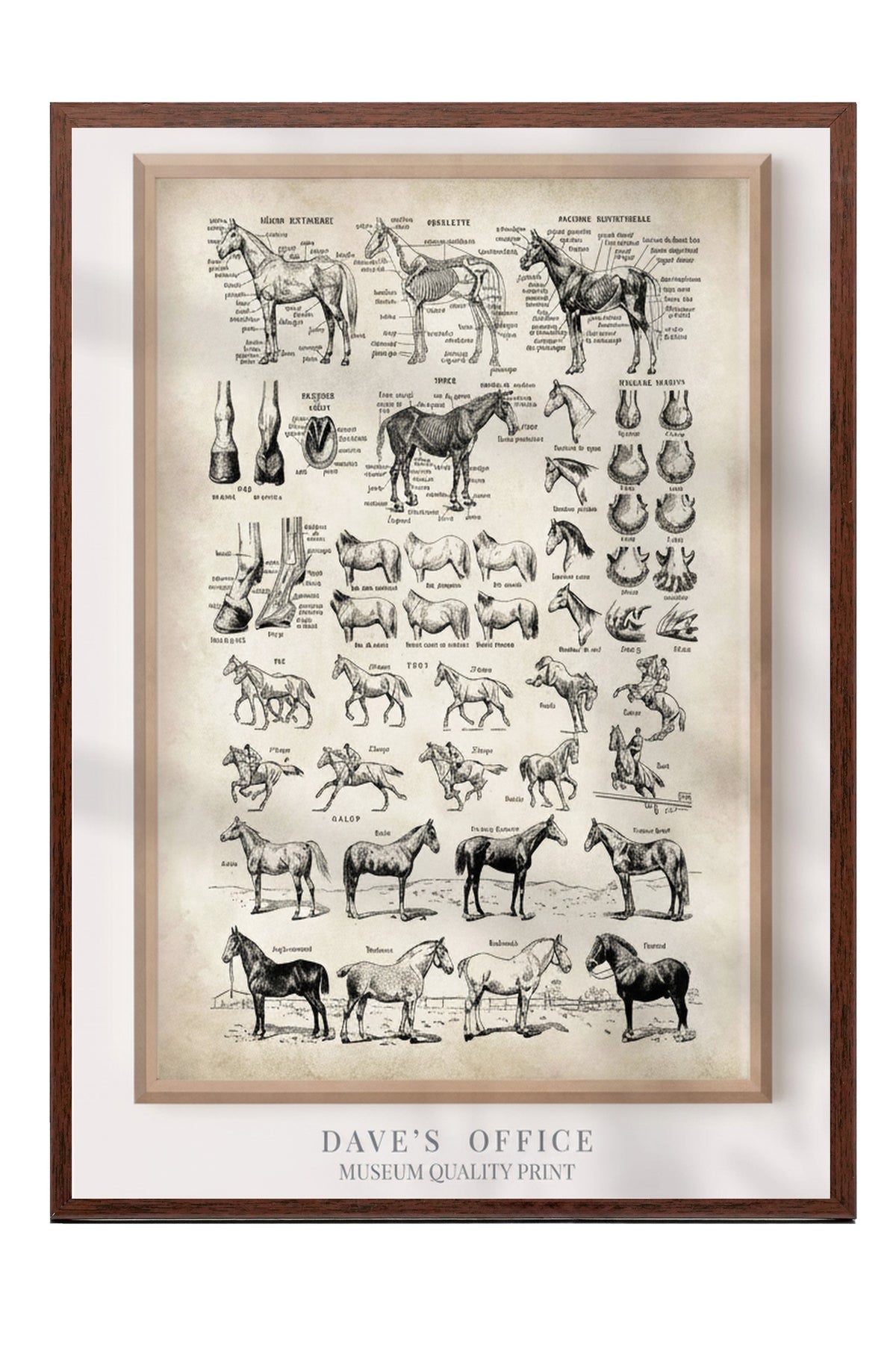 At Anatomisi Bilimsel Çizim Serisi Poster – Kahverengi Çerçeveli Tablo