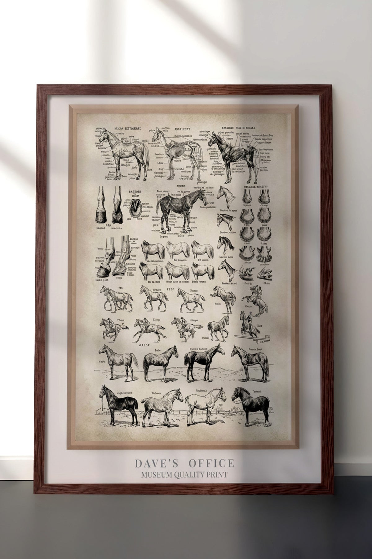 At Anatomisi Bilimsel Çizim Serisi Poster – Kahverengi Çerçeveli Tablo