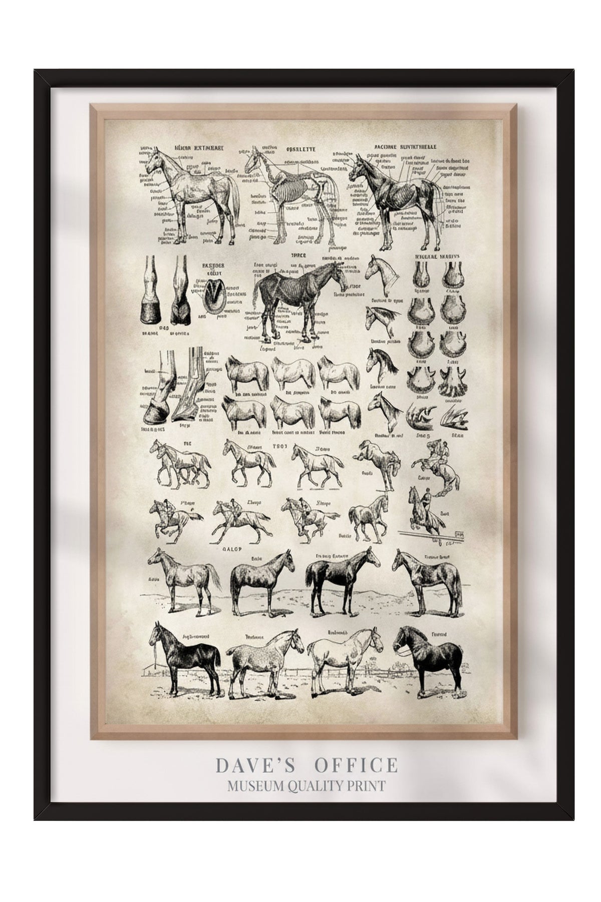 At Anatomisi Bilimsel Çizim Serisi Poster – Siyah Çerçeveli Tablo