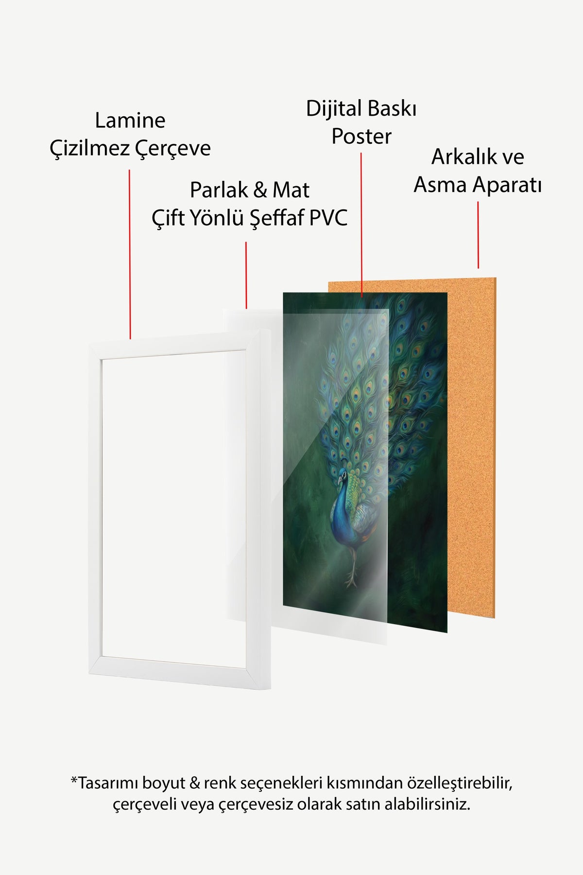 Tüylerini Açmış Tavus Kuşu Poster – Beyaz Çerçeveli Tablo