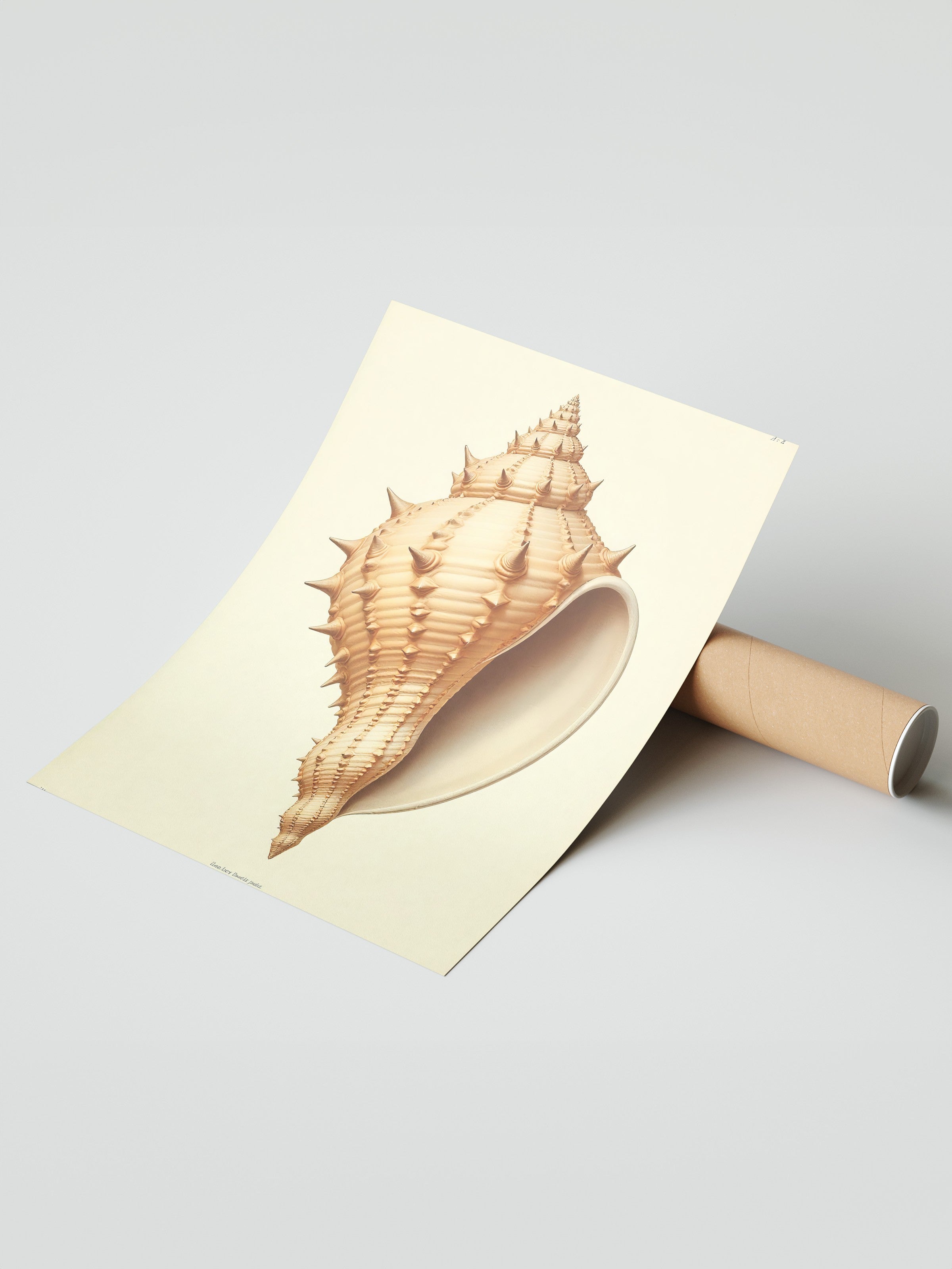 Çerçevesiz Duvar Posteri, Deniz Kabuğu, İllüstrasyon, Kahverengi Renk Poster, 2025 Yaz Seçkisi, NO:109602