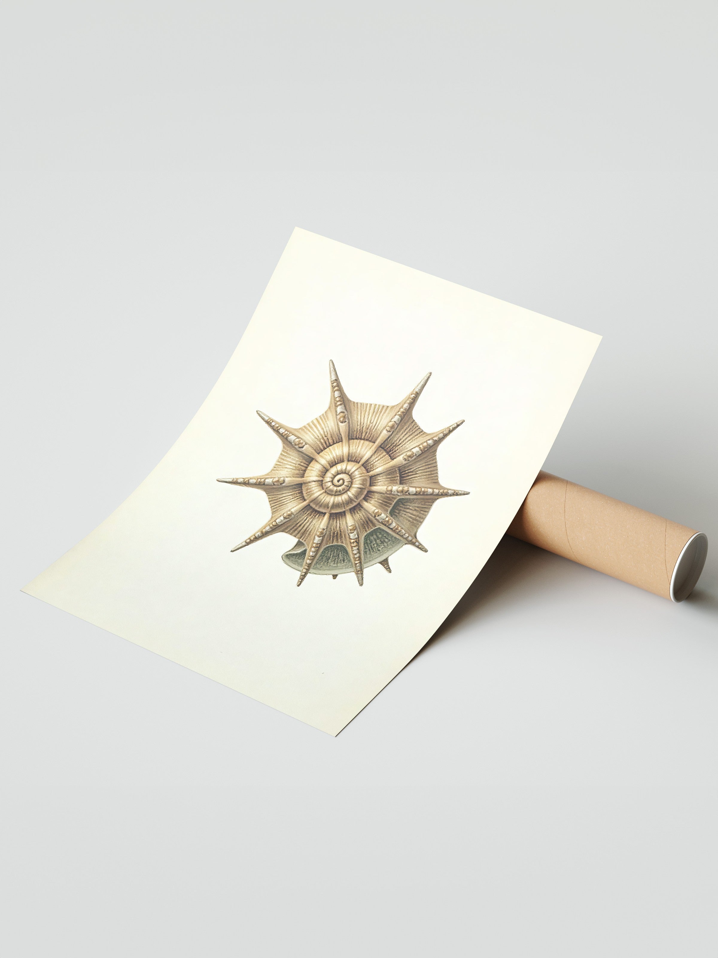 Çerçevesiz Duvar Posteri, Deniz Kabuğu, İllüstrasyon, Kahverengi Renk Poster, 2025 Yaz Seçkisi, NO:109603