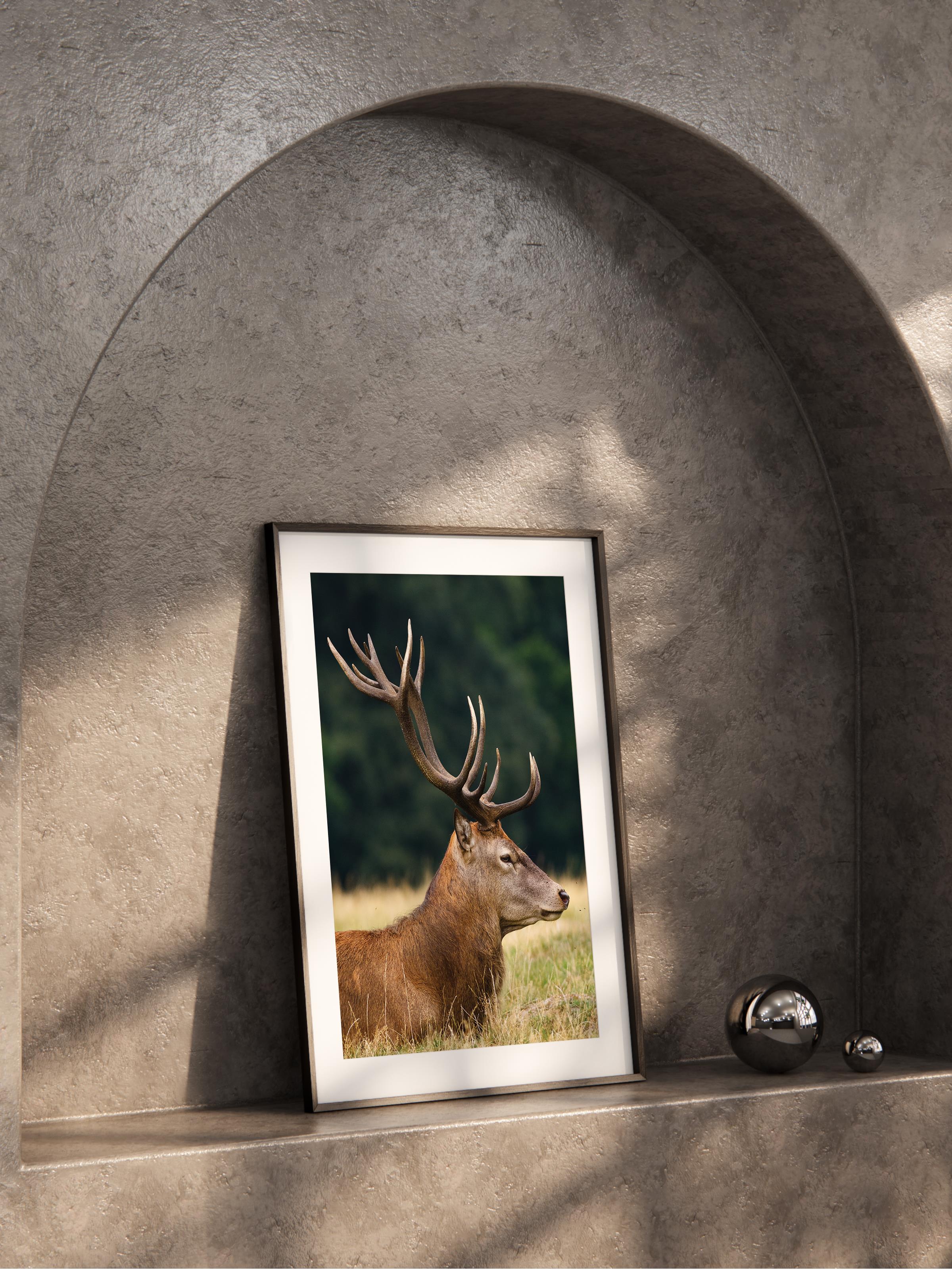 Çerçevesiz Poster, Hayvanlar & Safari Tablo No:17, HD Fotoğraf, Salon, Mutfak Duvar Dekoru Poster