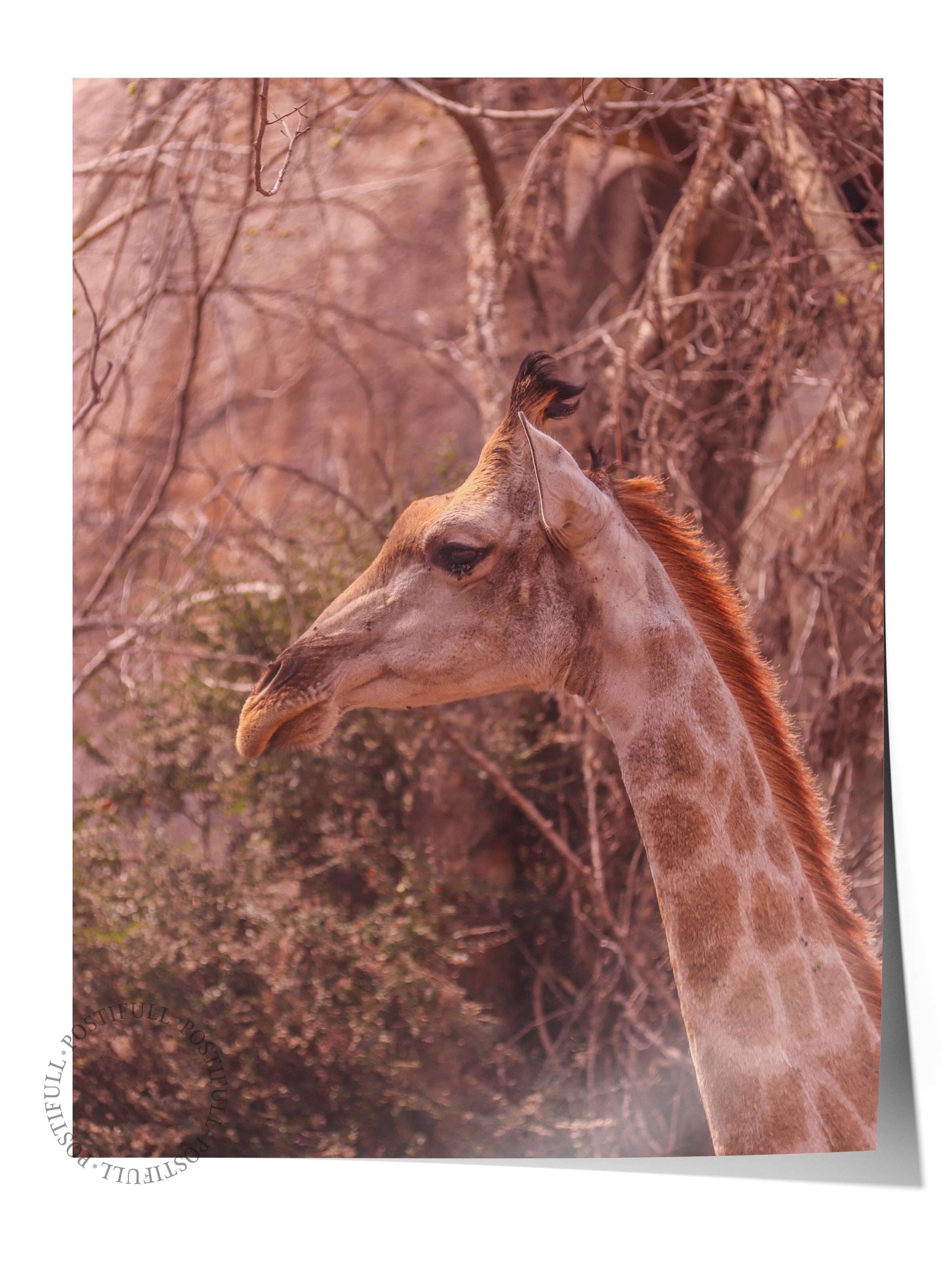 Çerçevesiz Poster, Hayvanlar & Safari Tablo No:19, HD Fotoğraf, Salon, Mutfak Duvar Dekoru Poster