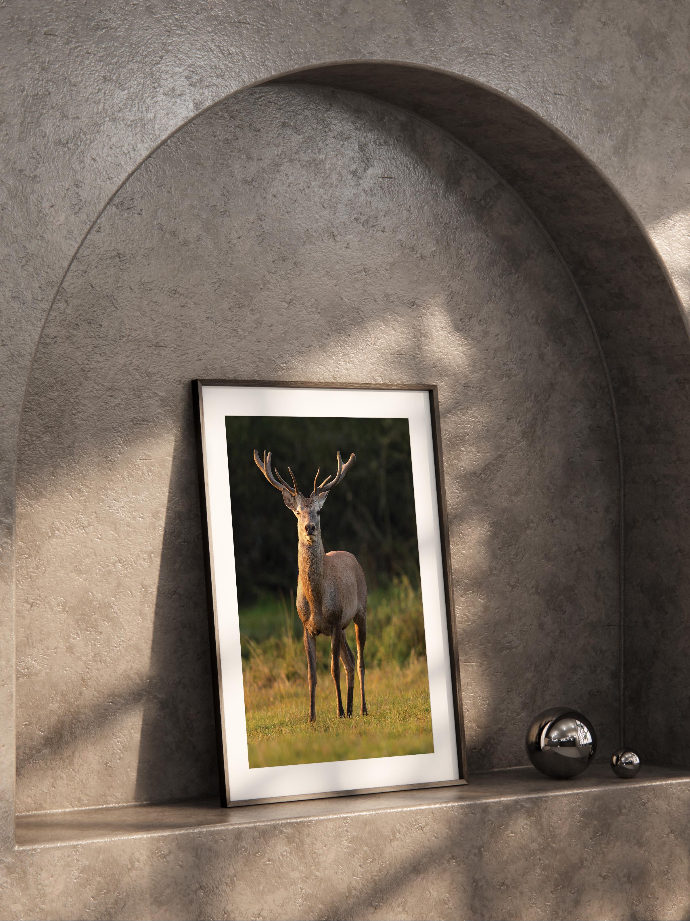 Çerçevesiz Poster, Hayvanlar & Safari Tablo No:33, HD Fotoğraf, Salon, Mutfak Duvar Dekoru Poster