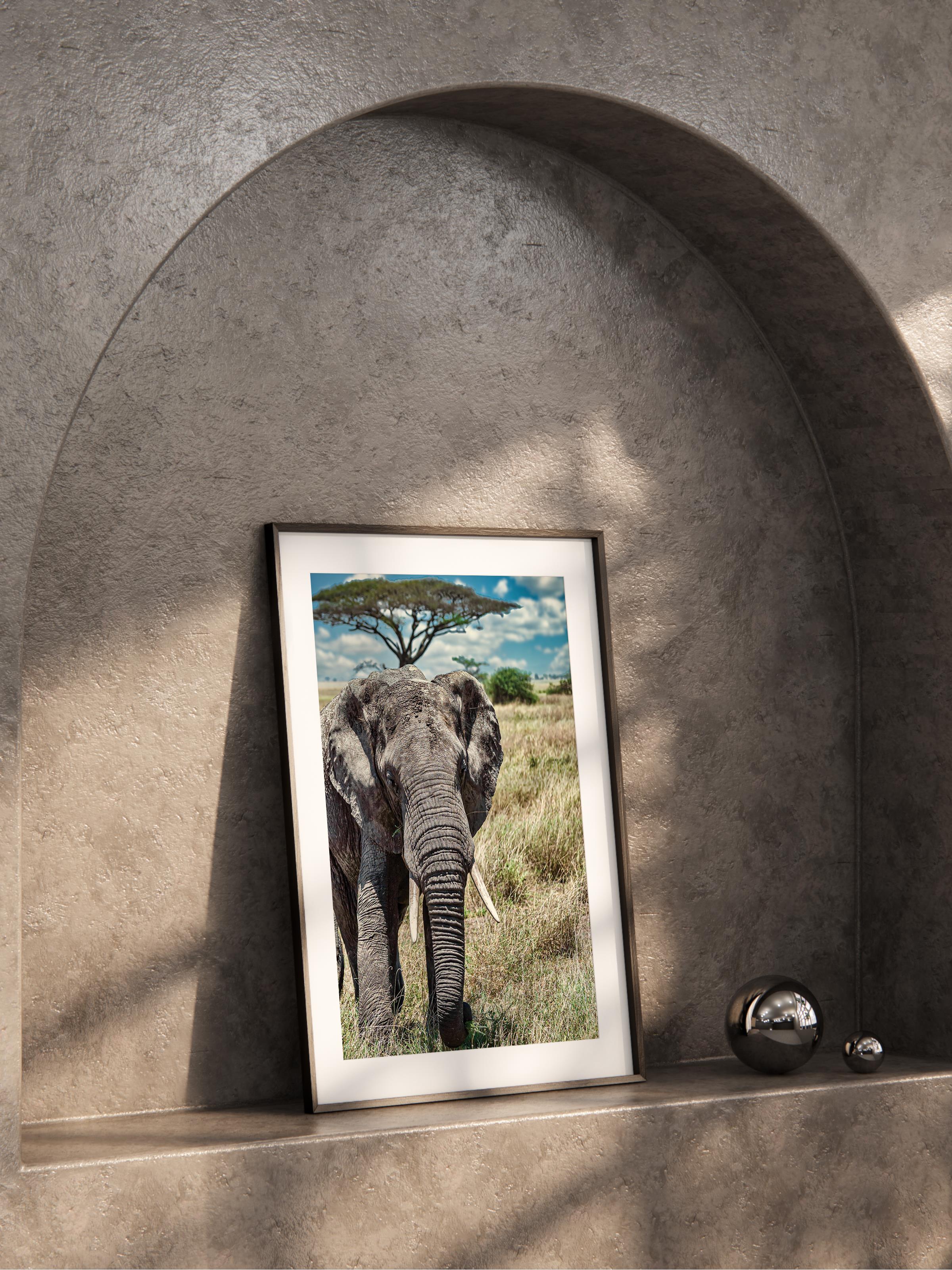 Çerçevesiz Poster, Hayvanlar & Safari Tablo No:36, HD Fotoğraf, Salon, Mutfak Duvar Dekoru Poster