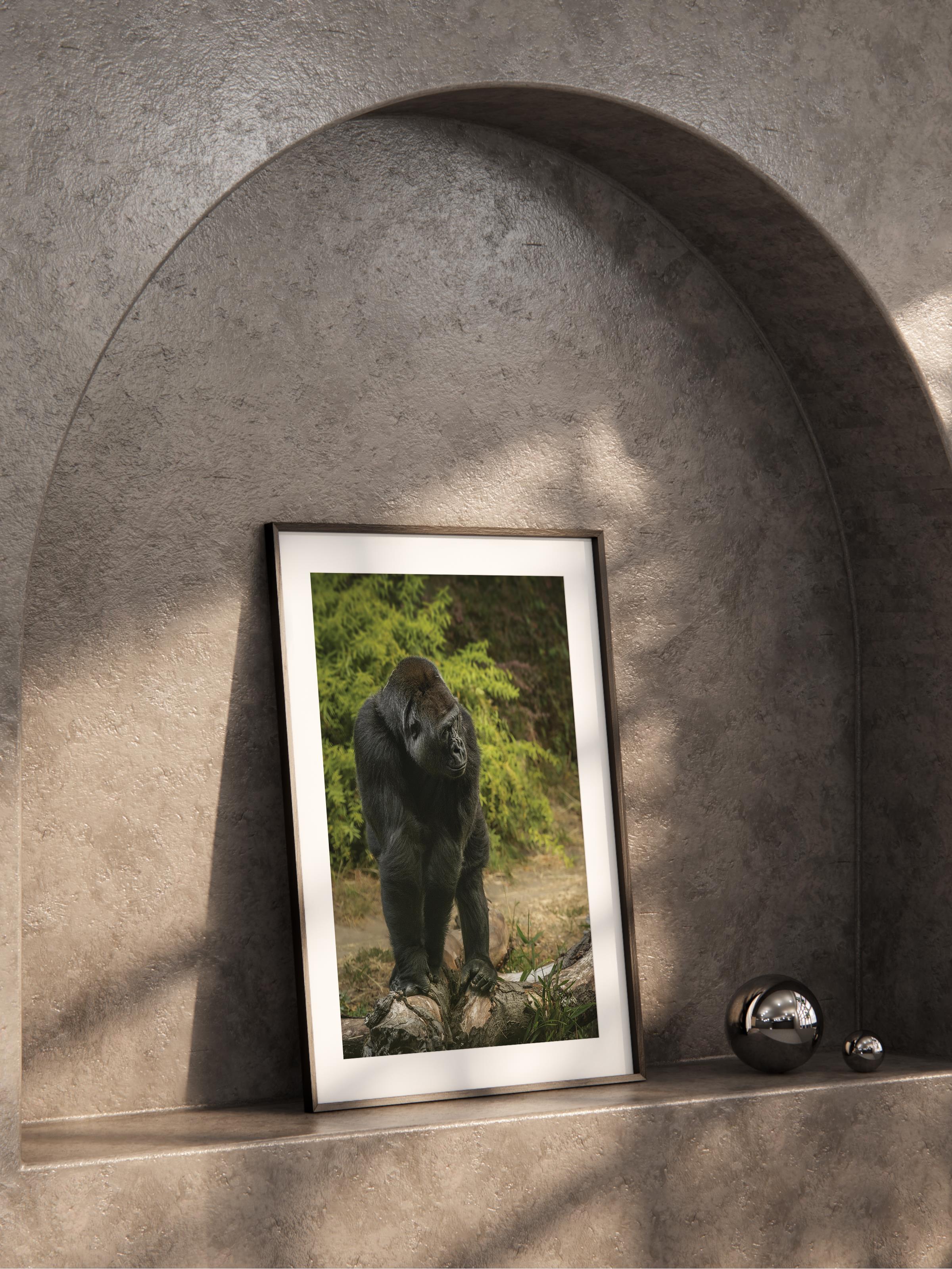 Çerçevesiz Poster, Hayvanlar & Safari Tablo No:39, HD Fotoğraf, Salon, Mutfak Duvar Dekoru Poster