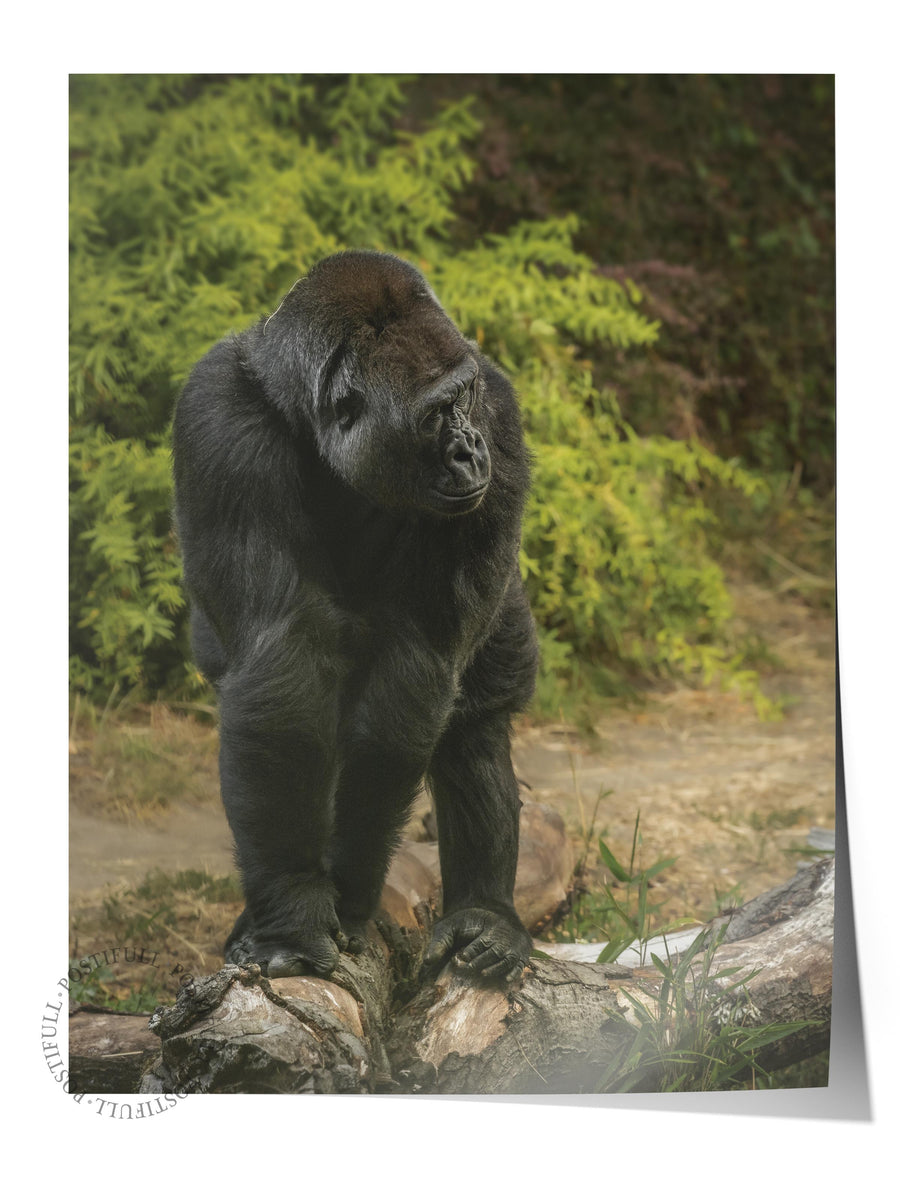 Kütükte Duran Goril Hayvanlar & Safari Çerçevesiz Poster