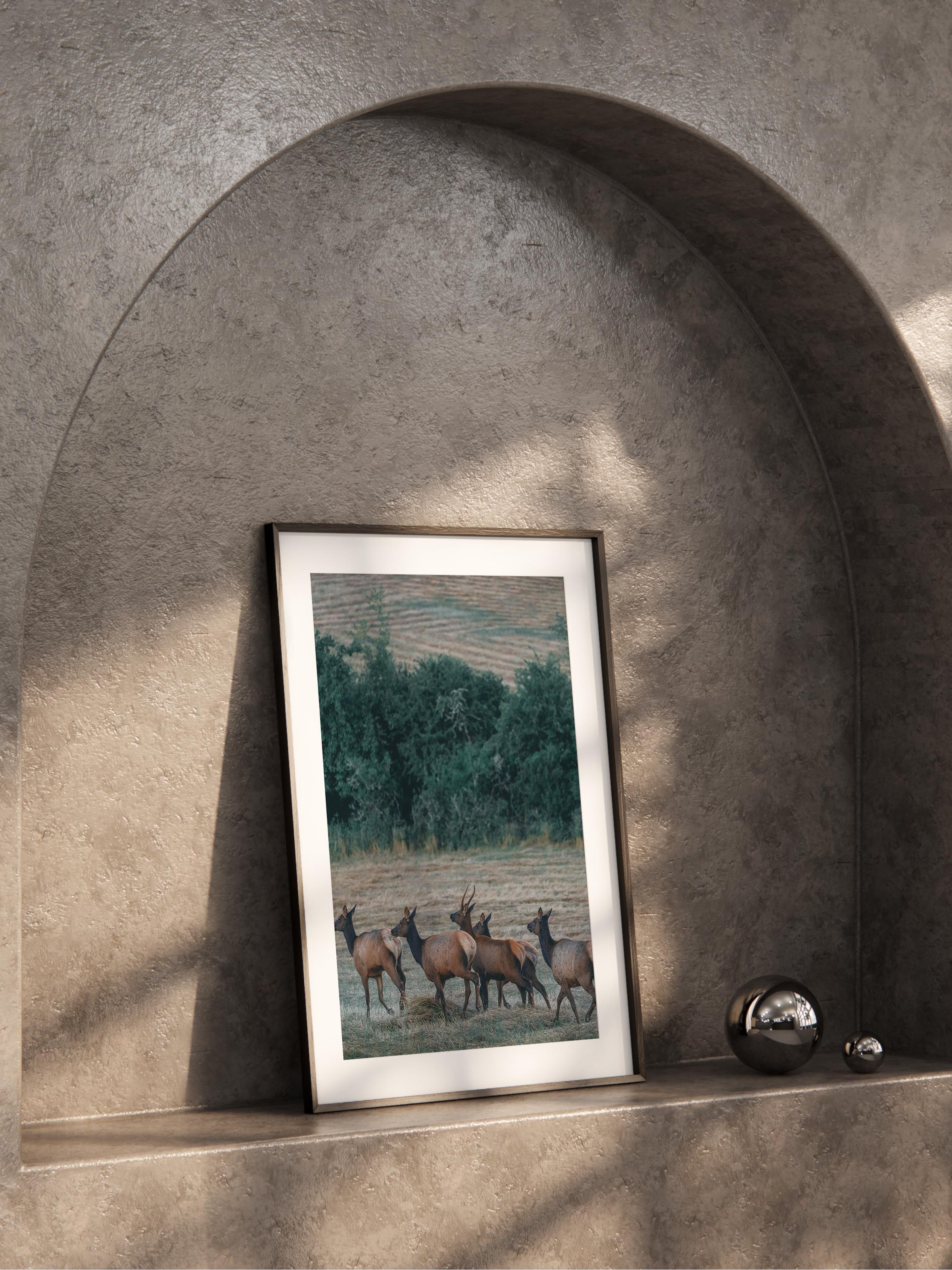 Çerçevesiz Poster, Hayvanlar & Safari Tablo No:4, HD Fotoğraf, Salon, Mutfak Duvar Dekoru Poster