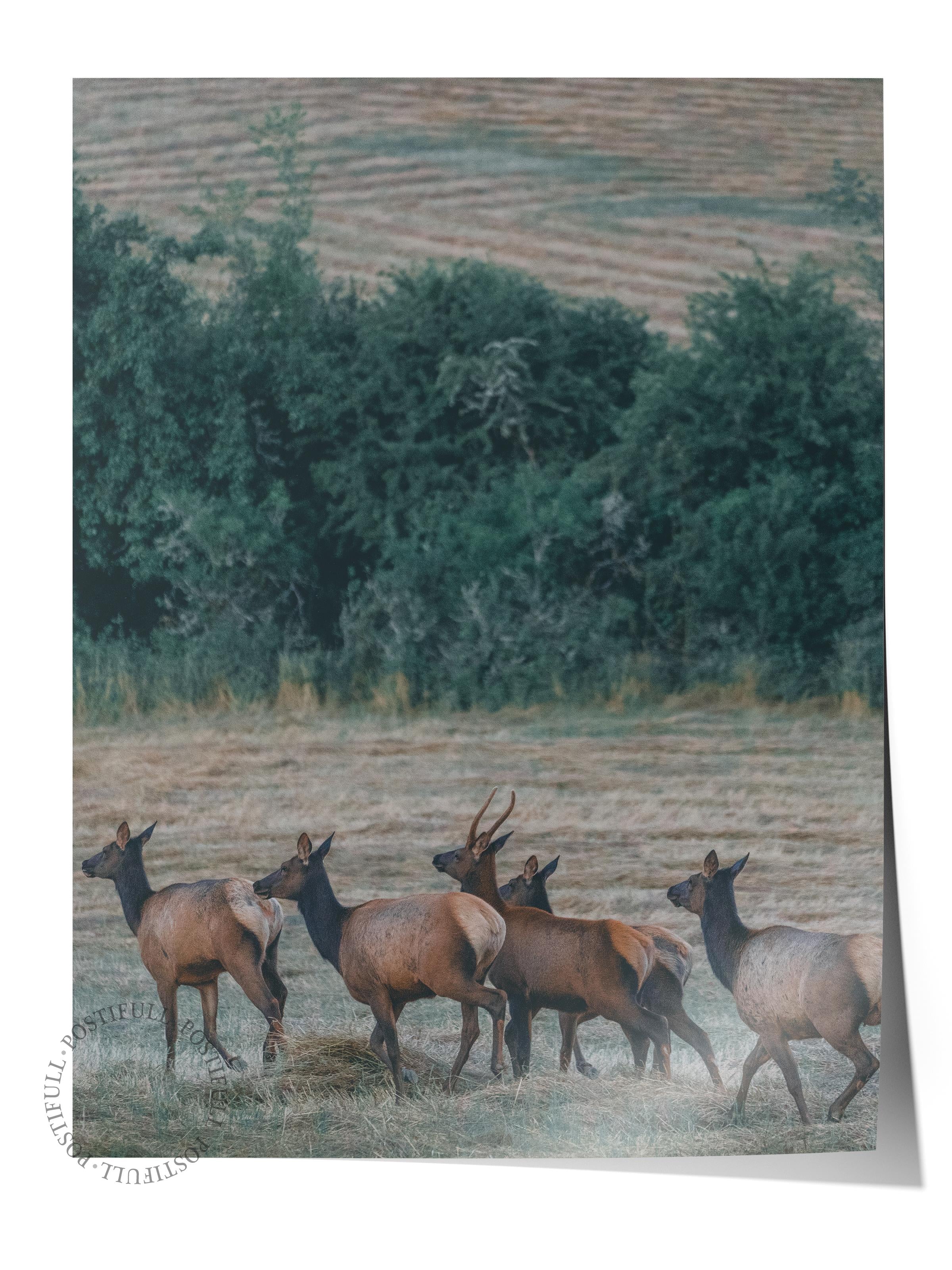 Çerçevesiz Poster, Hayvanlar & Safari Tablo No:4, HD Fotoğraf, Salon, Mutfak Duvar Dekoru Poster