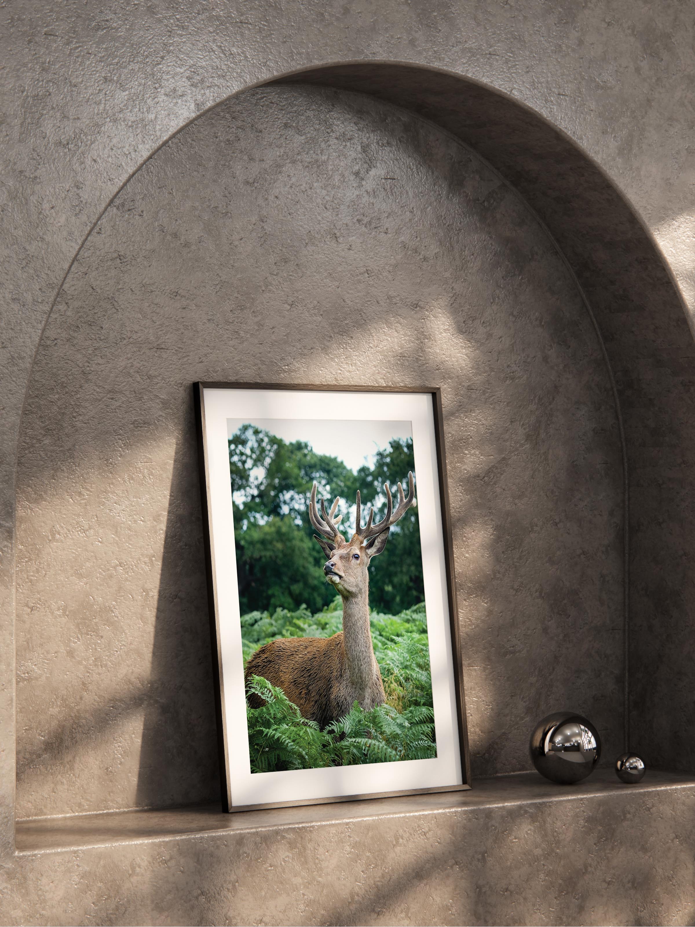 Çerçevesiz Poster, Hayvanlar & Safari Tablo No:47, HD Fotoğraf, Salon, Mutfak Duvar Dekoru Poster