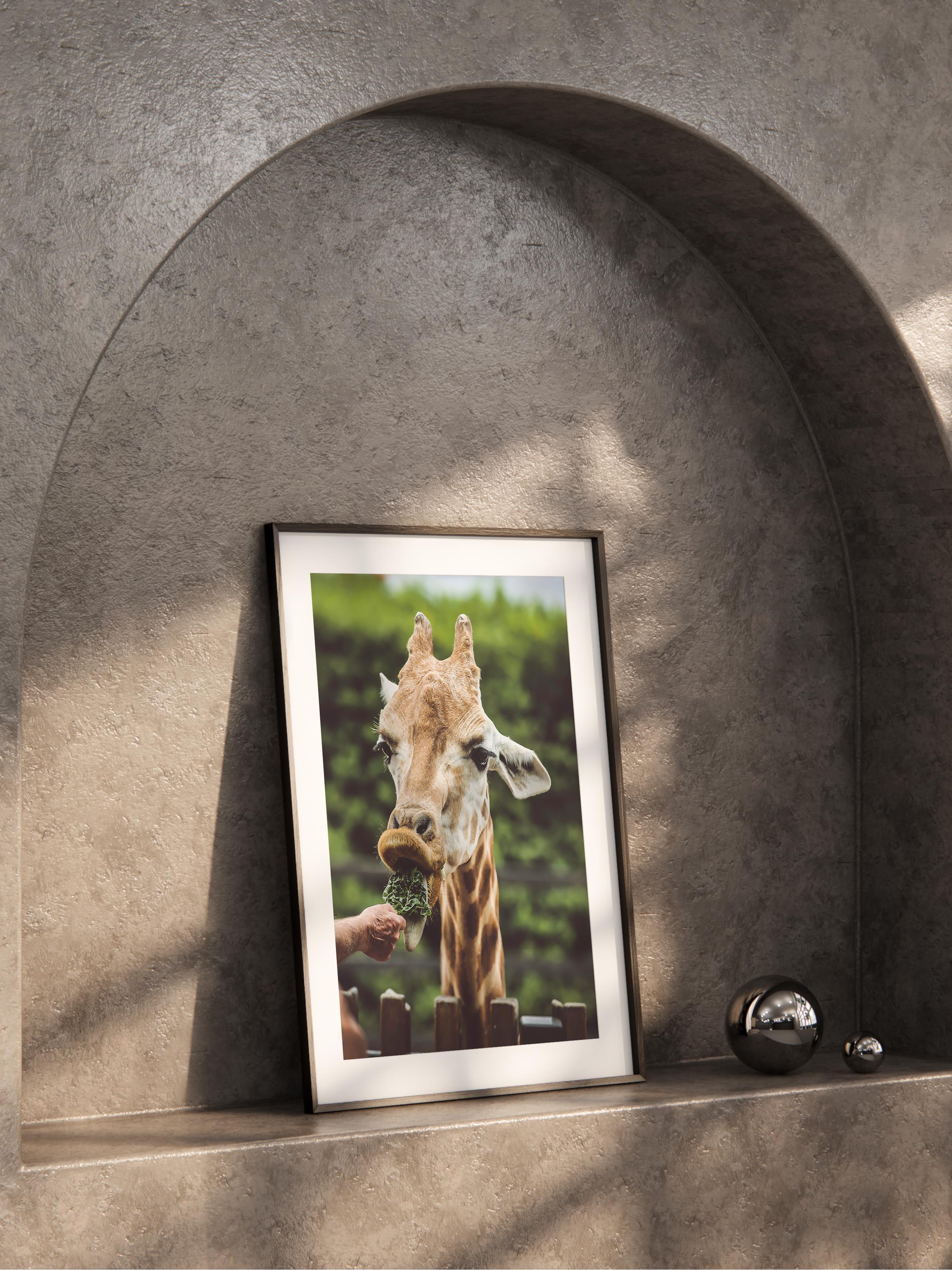 Çerçevesiz Poster, Hayvanlar & Safari Tablo No:9, HD Fotoğraf, Salon, Mutfak Duvar Dekoru Poster