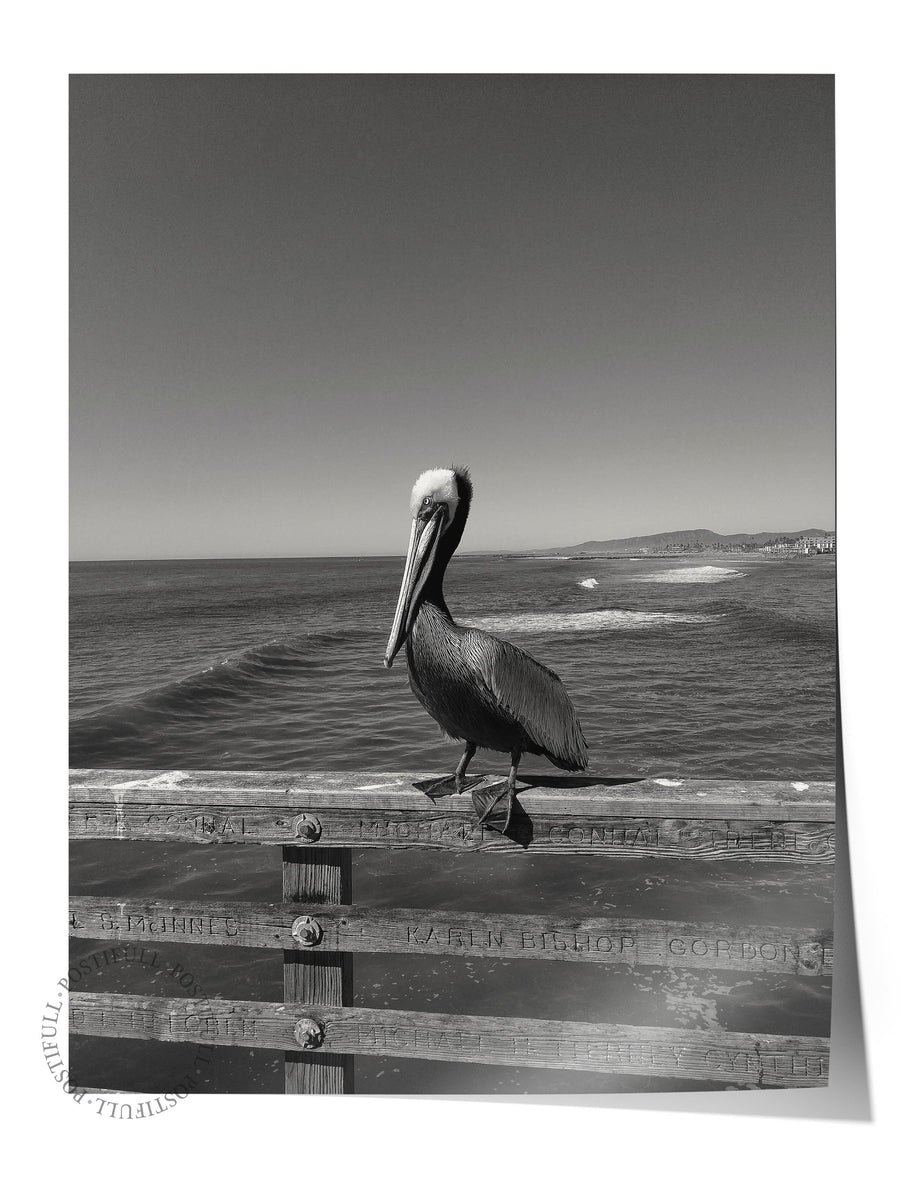 Pelikan ve Okyanus Fotoğraf Çerçevesiz Poster