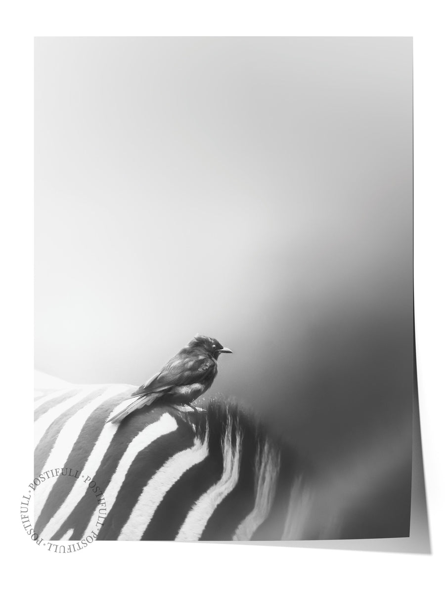 Zebra ve Kuş Fotoğraf Çerçevesiz Poster