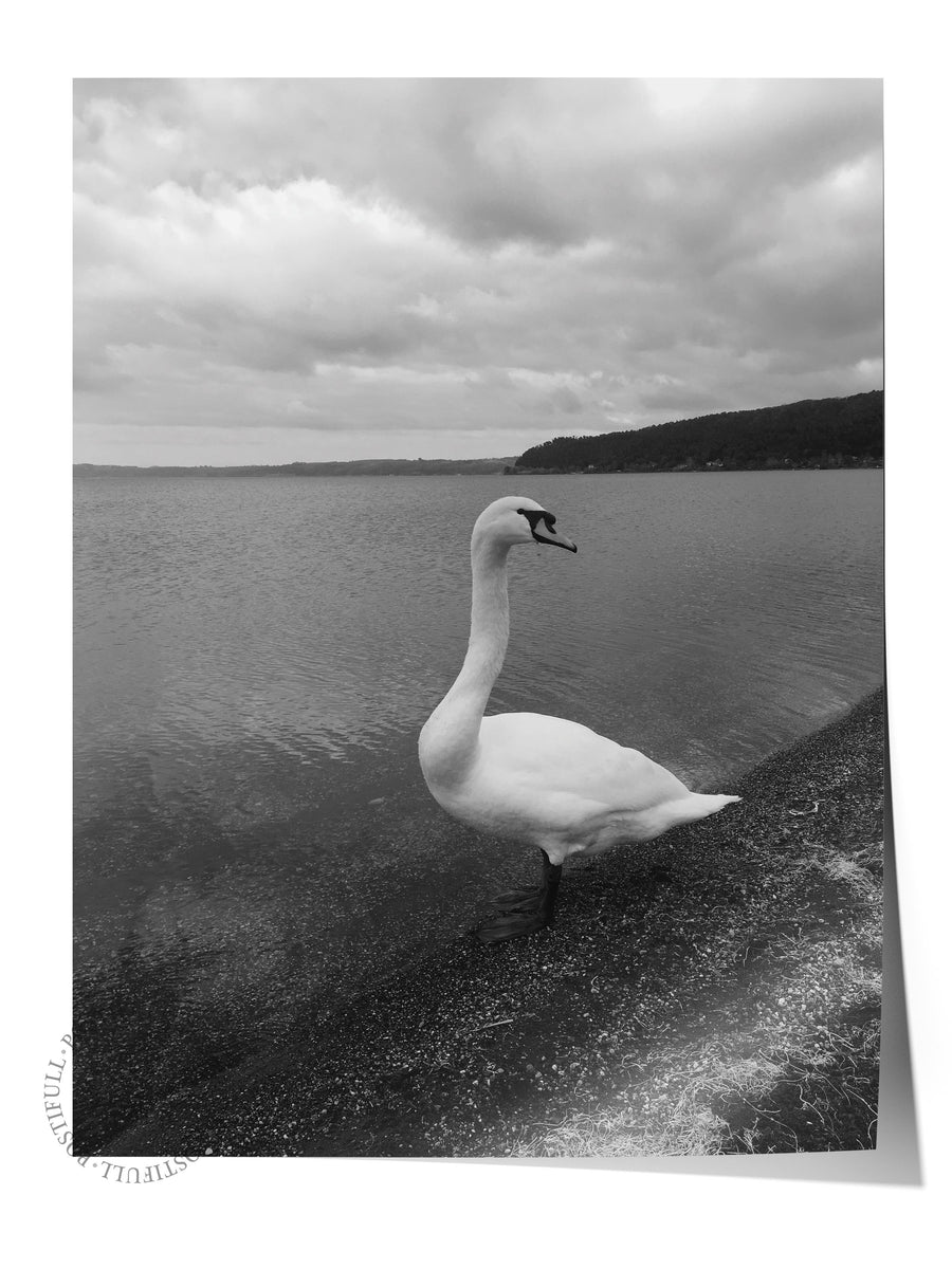 Gölde Kuğu Fotoğraf Çerçevesiz Poster