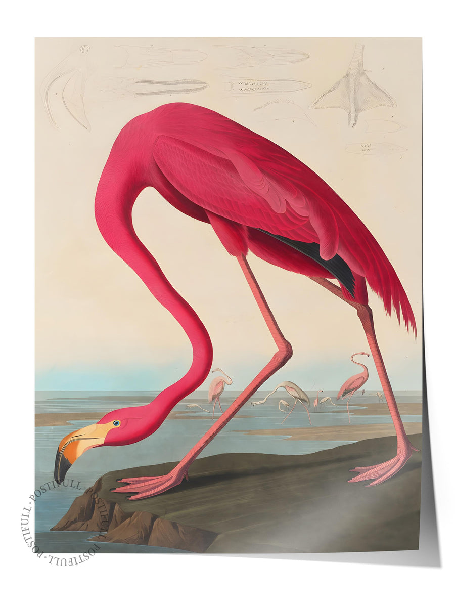 Flamingo Tasviri Maximalist Çerçevesiz Poster