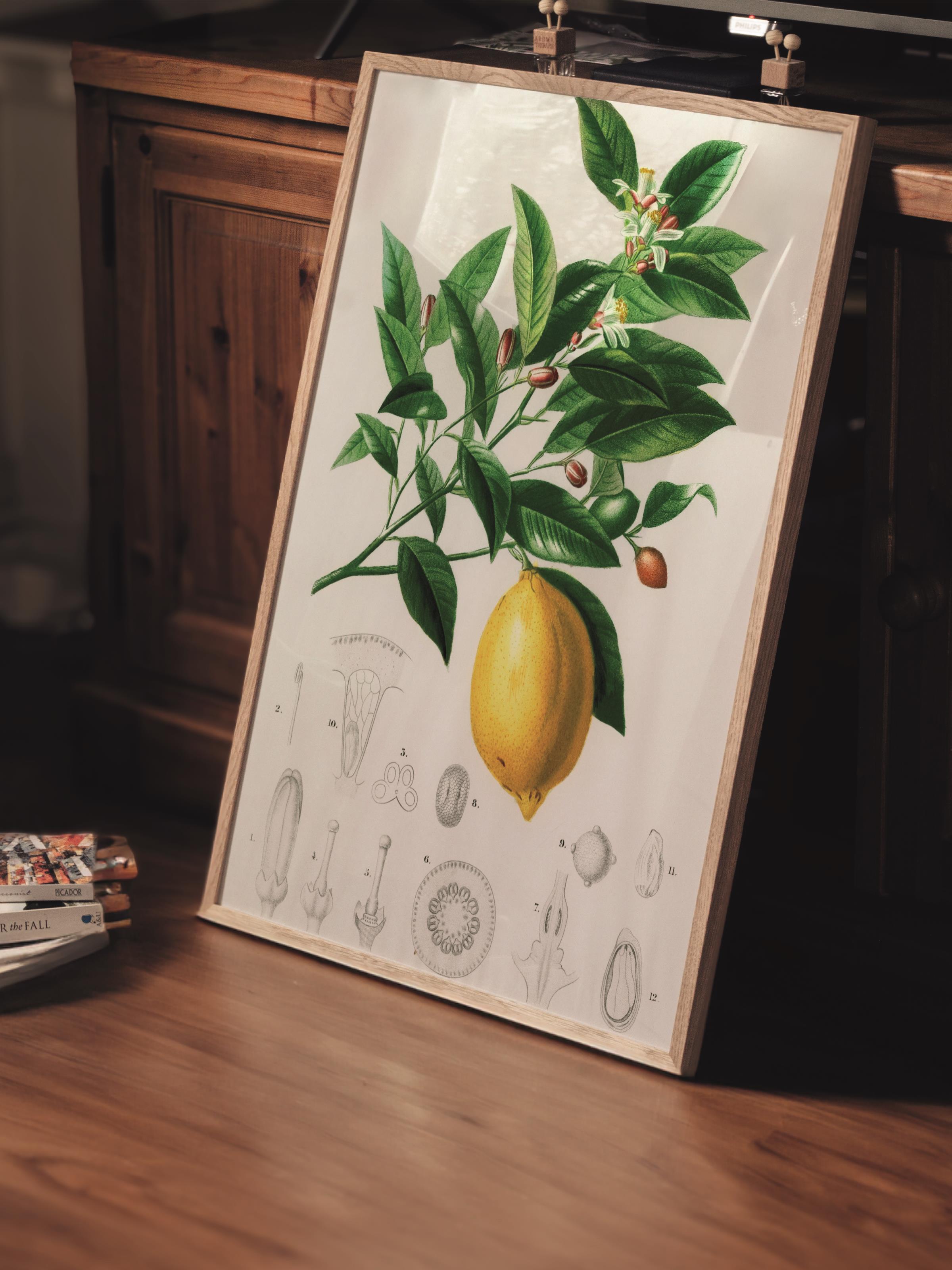 Çerçevesiz Poster Tablo, Duvar Posteri, Kağıt Poster, Limon Ağacı , Maximalist No:258