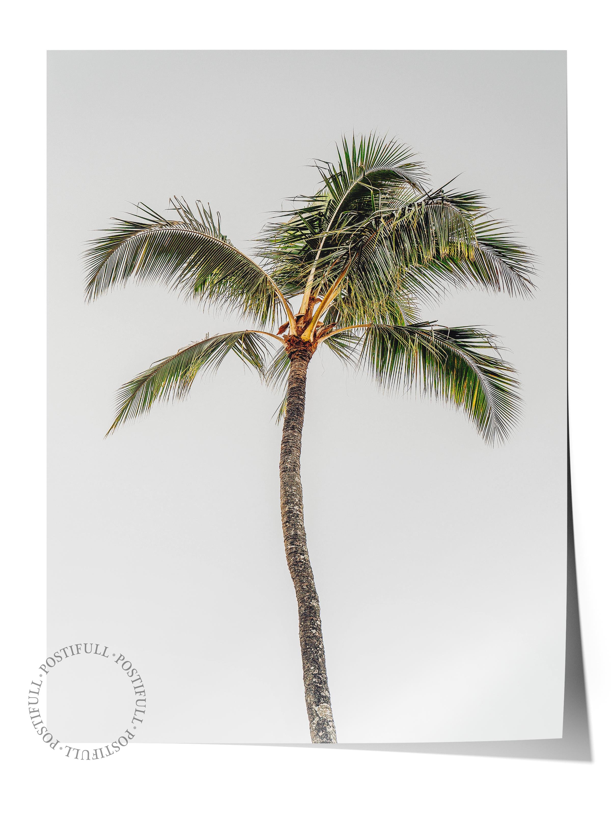 Çerçevesiz Poster, Yaz Temalı Tablo NO:124, Yalnız Palmiye Fotoğrafı, Beyaz Poster, Dikey