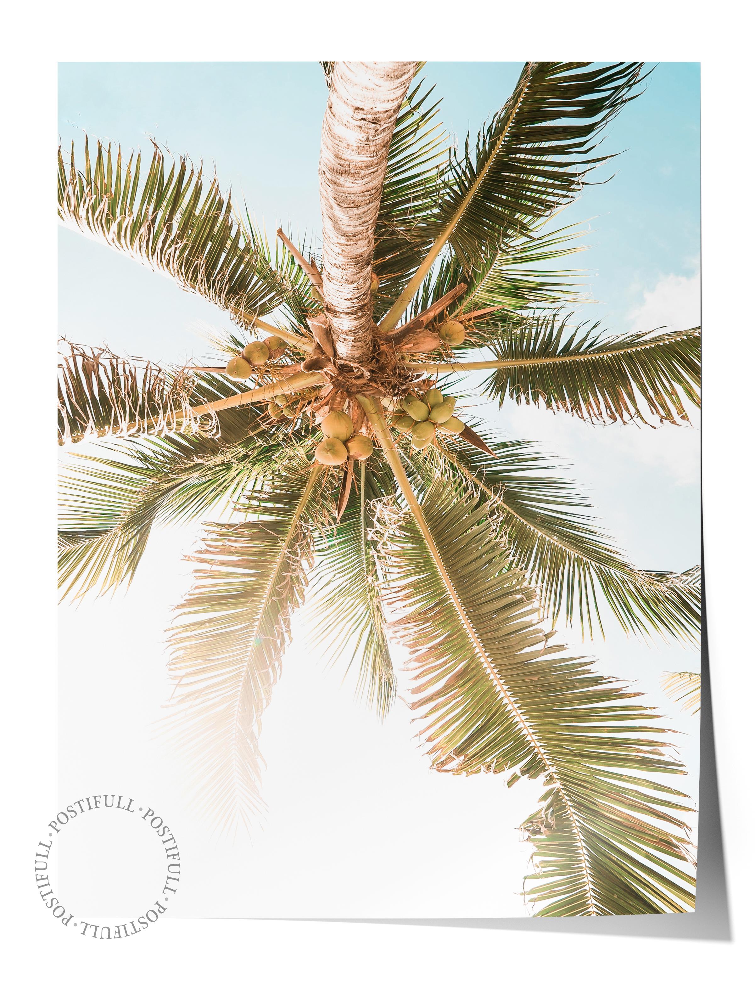 Çerçevesiz Poster, Yaz Temalı Tablo NO:96, Palmiyeler ve Gökyüzü Fotoğrafı, Beyaz Poster, Dikey