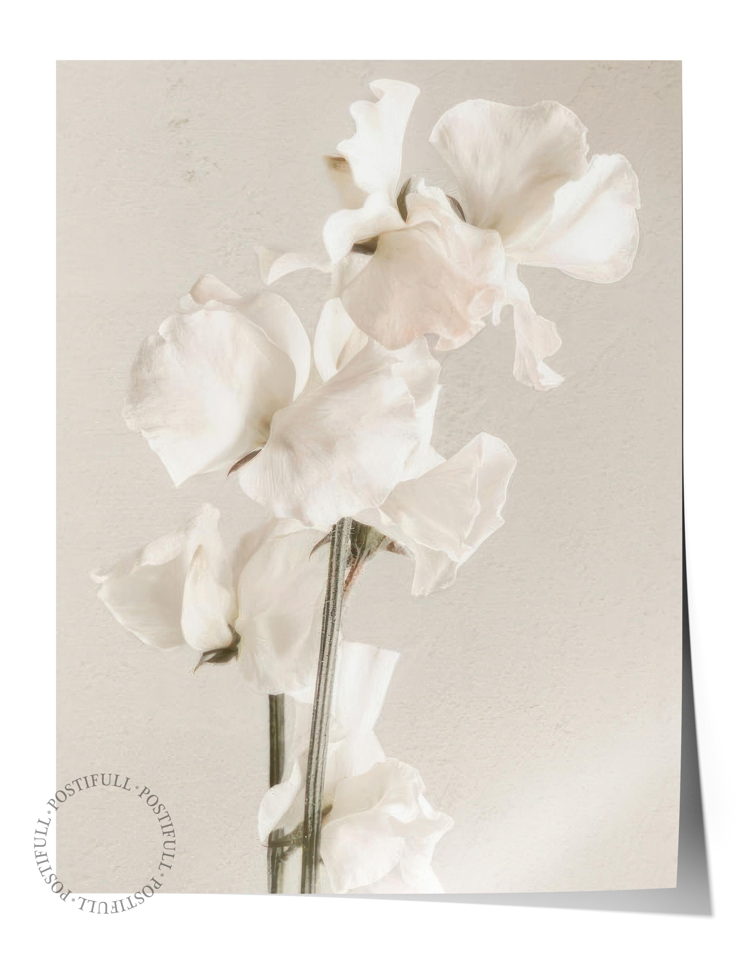 In Full Bloom Poster, Çerçevesiz Duvar Posteri, Dikey Duvar Tablosu Comfort Serisi NO:108434