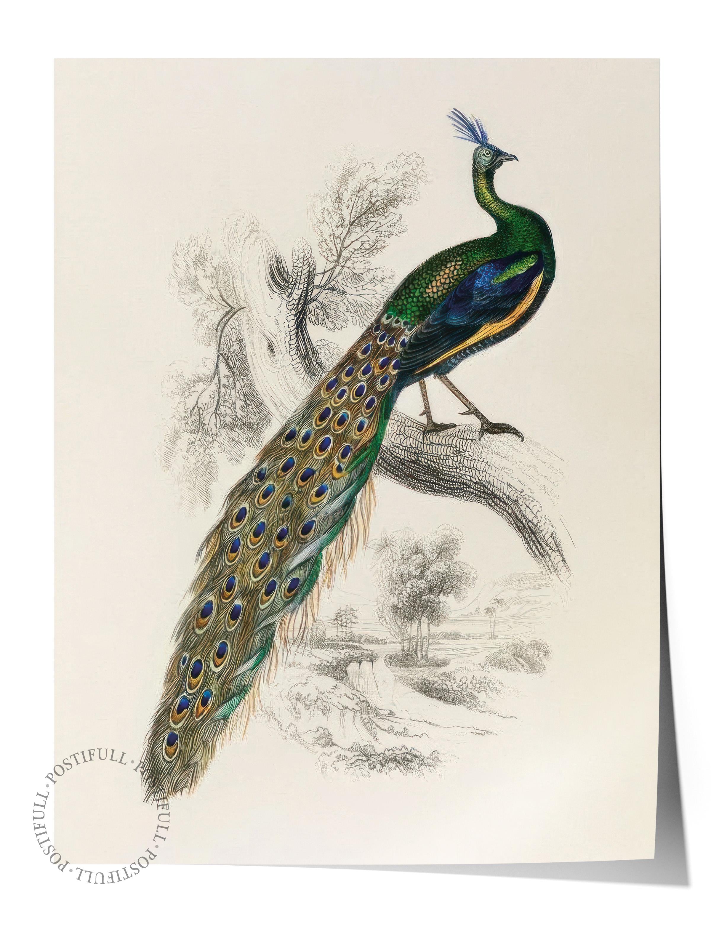 Peafowl Portrait Poster, Çerçevesiz Duvar Posteri, Dikey Duvar Tablosu Comfort Serisi NO:108500