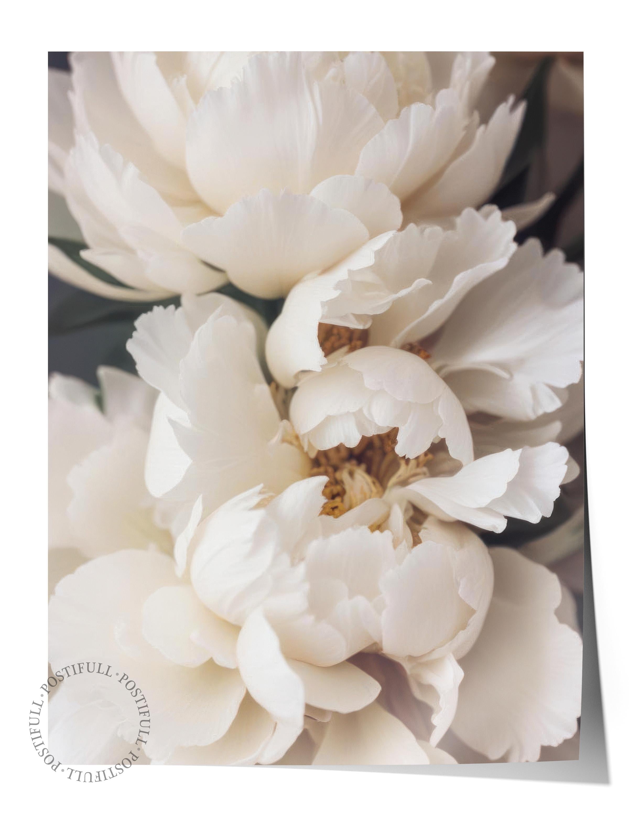 Peonies in Bloom Poster, Çerçevesiz Duvar Posteri, Dikey Duvar Tablosu Comfort Serisi NO:108428