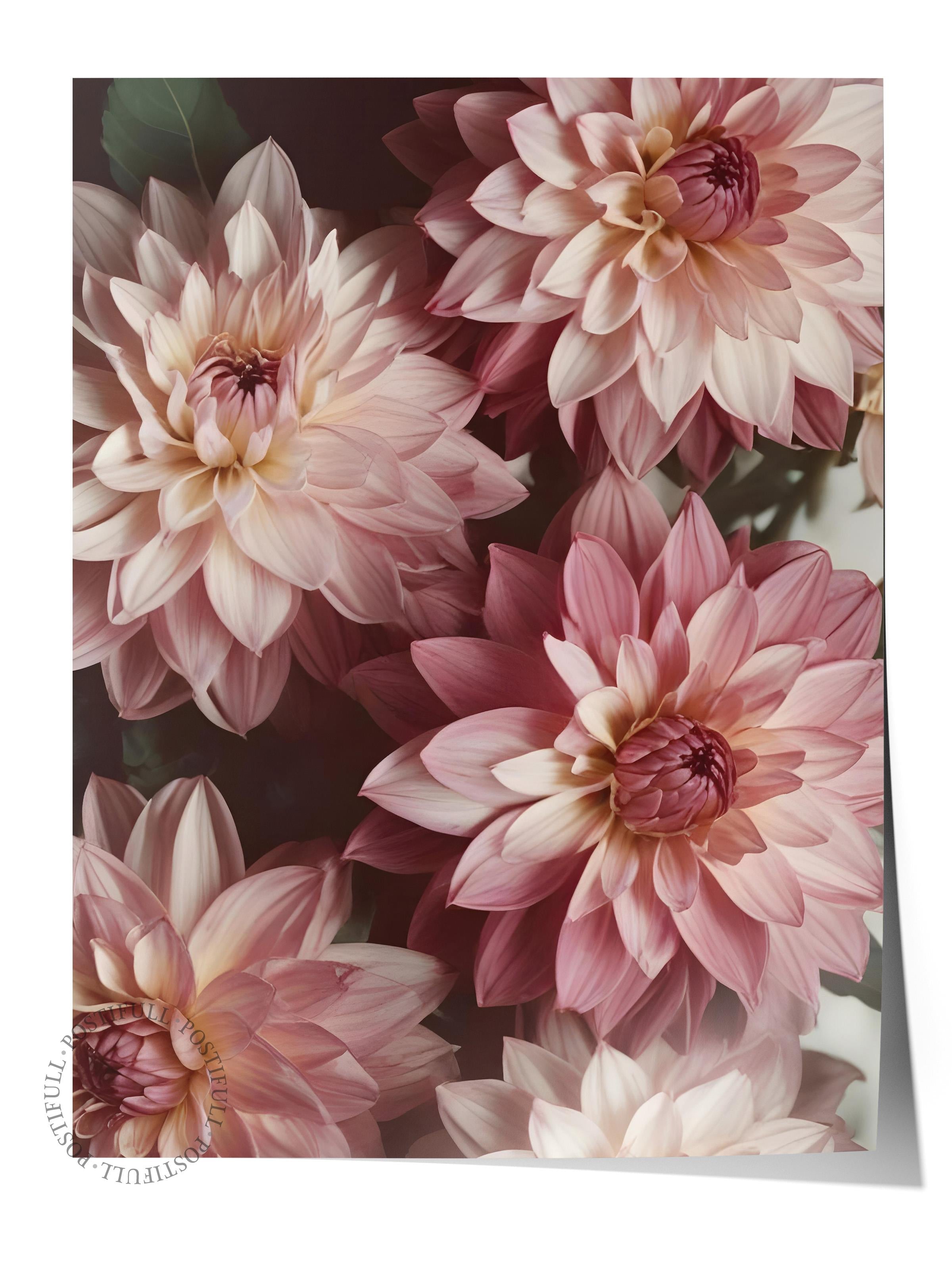 Romantic Dahlias Poster, Çerçevesiz Duvar Posteri, Dikey Duvar Tablosu Comfort Serisi NO:108533