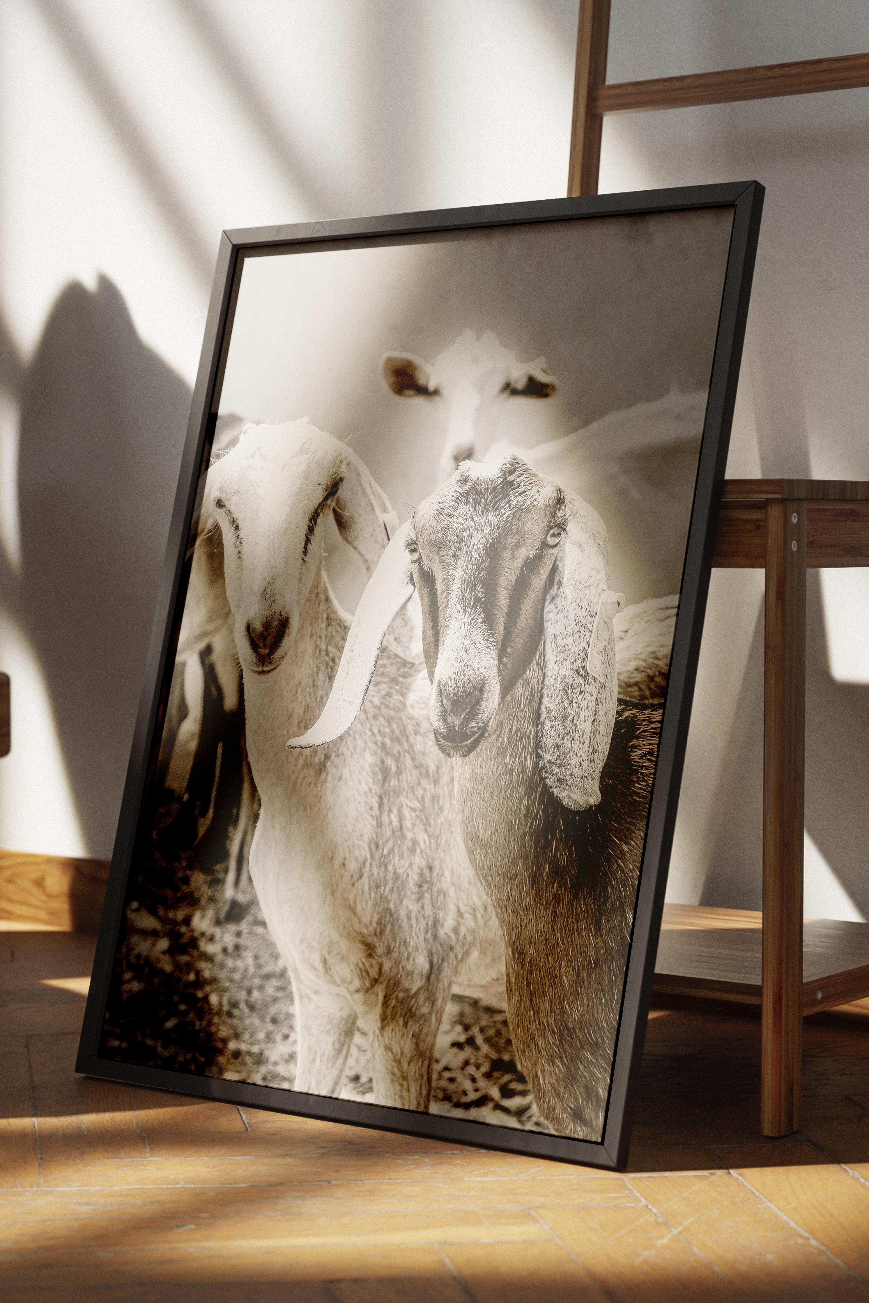 Rustic Çerçevesiz Poster, İskandinav Beyaz Poster, NO:305 İnekler Fotoğraf, Dikey