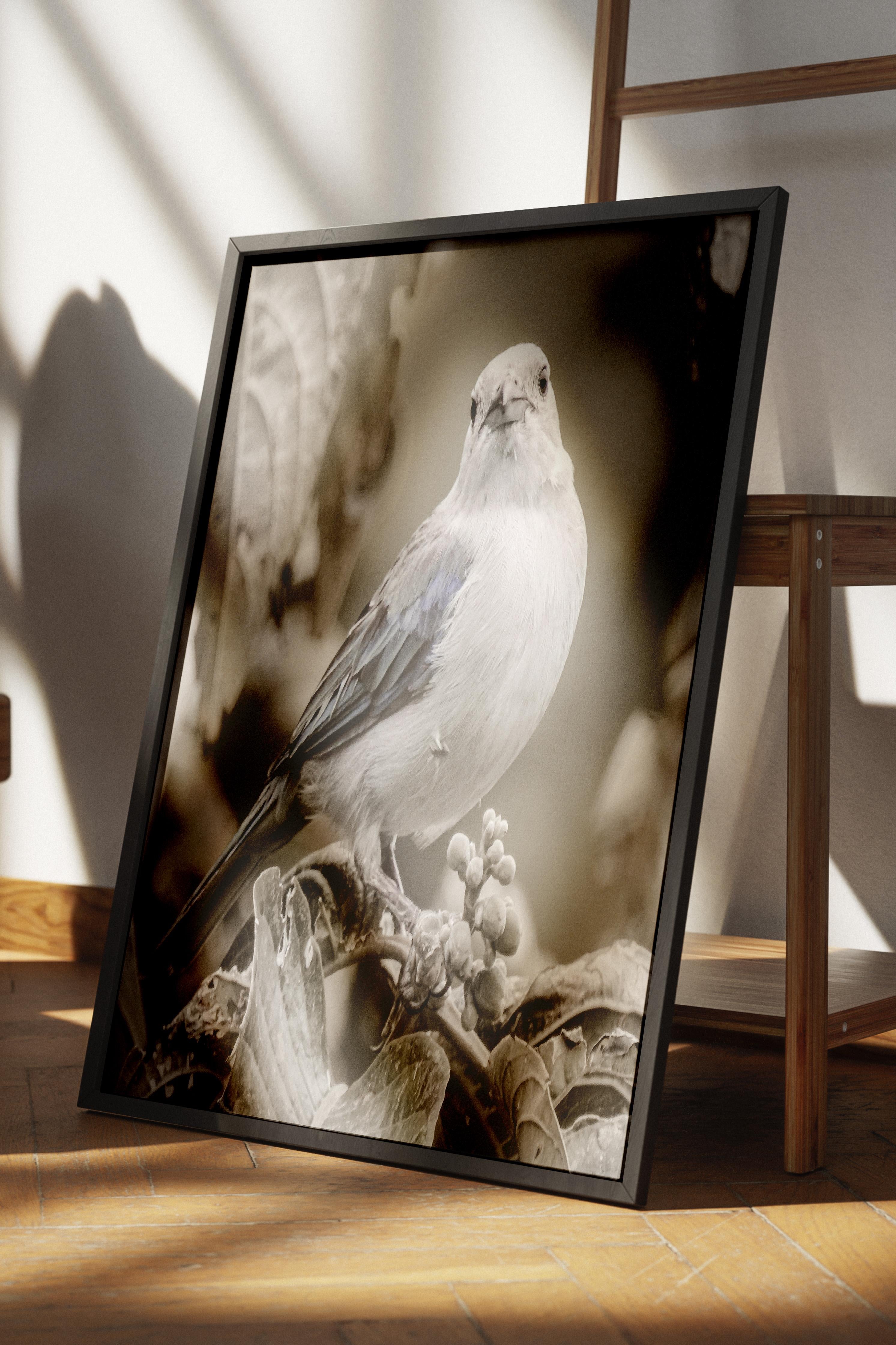 Rustic Çerçevesiz Poster, İskandinav Beyaz Poster, NO:325 Kuş Fotoğraf, Dikey
