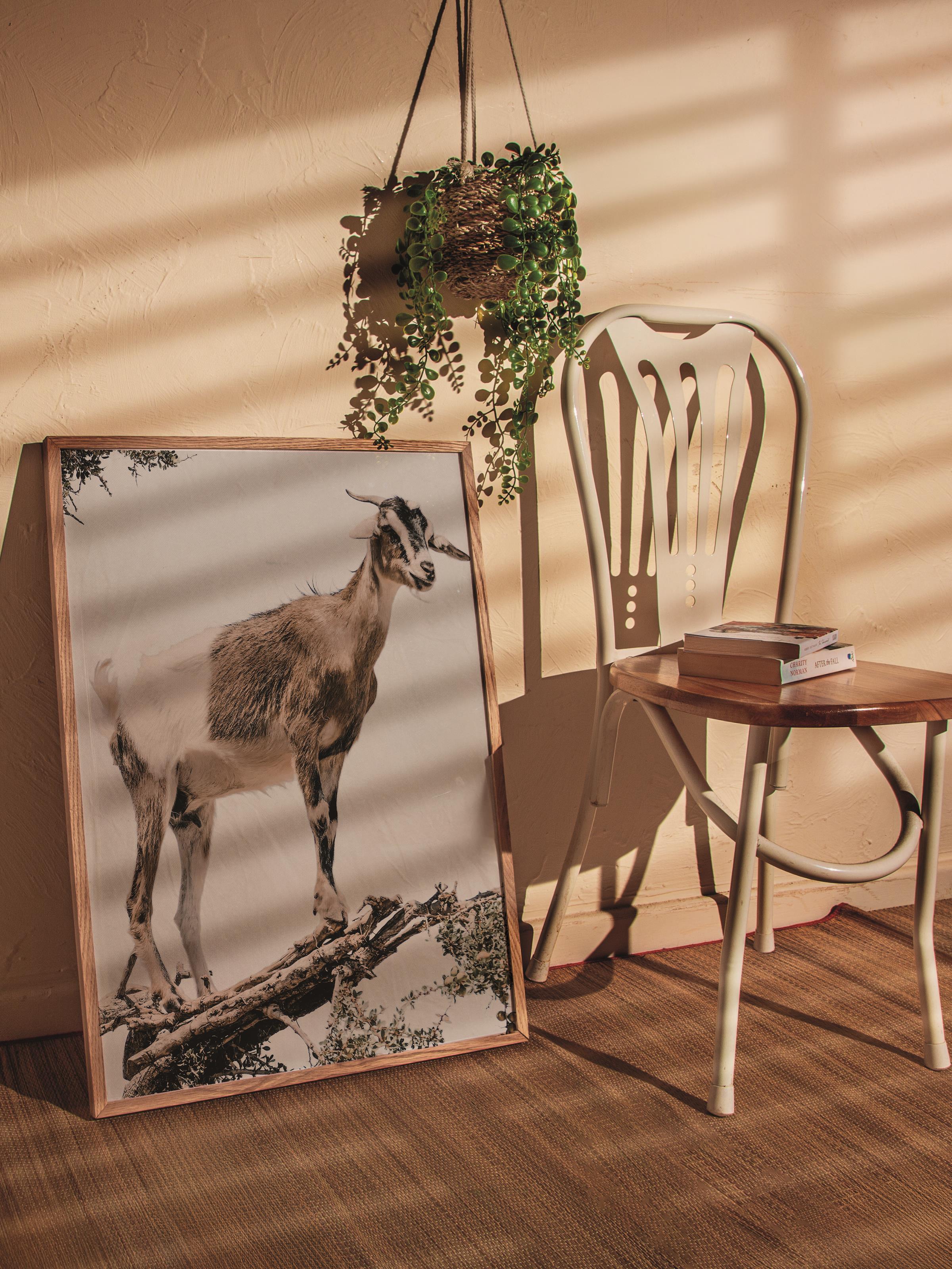 Rustic Çerçevesiz Poster, İskandinav Beyaz Poster, NO:334 Keçi Fotoğraf, Dikey