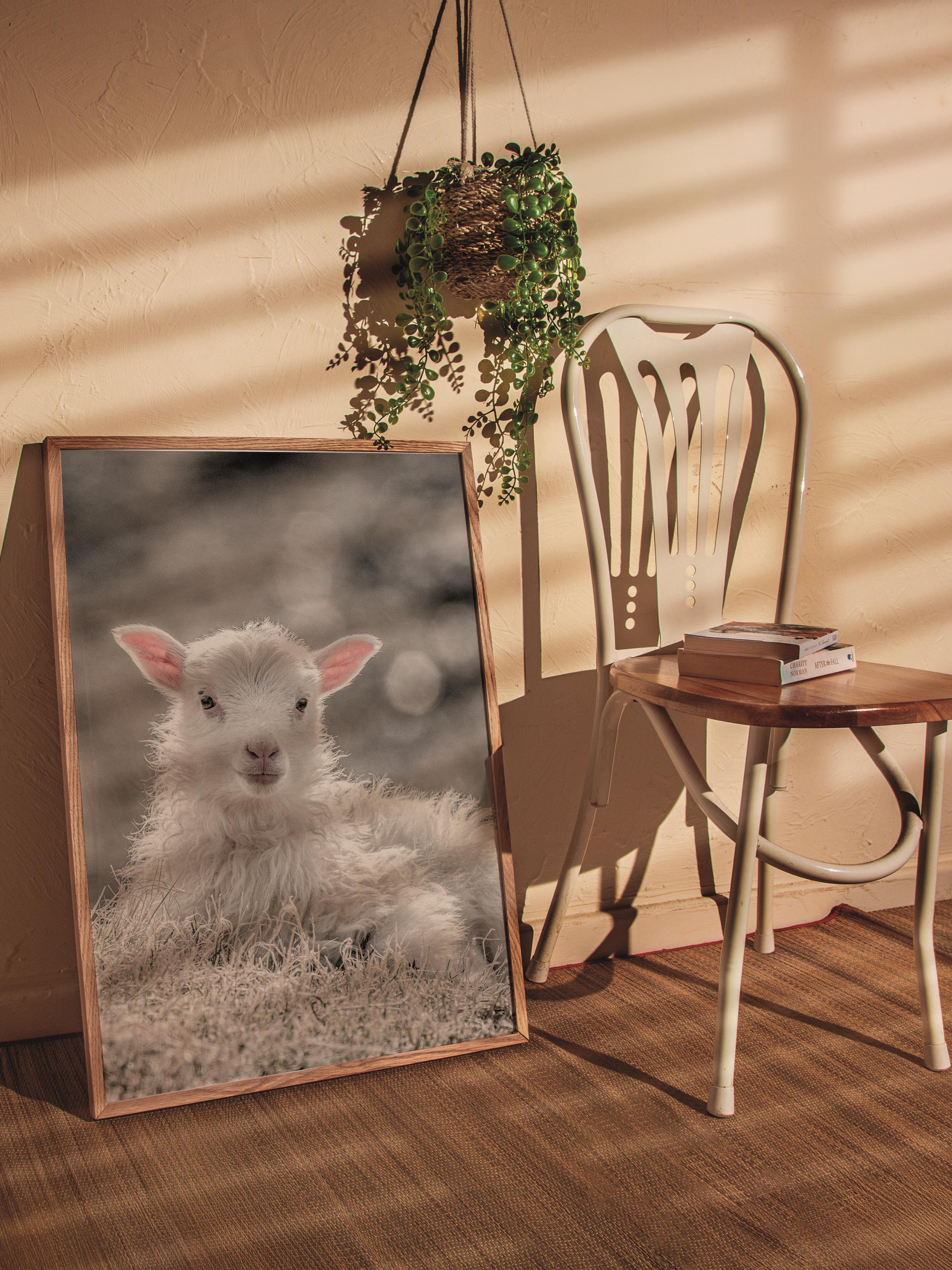 Rustic Çerçevesiz Poster, İskandinav Beyaz Poster, NO:345 Kuzu Fotoğraf, Dikey