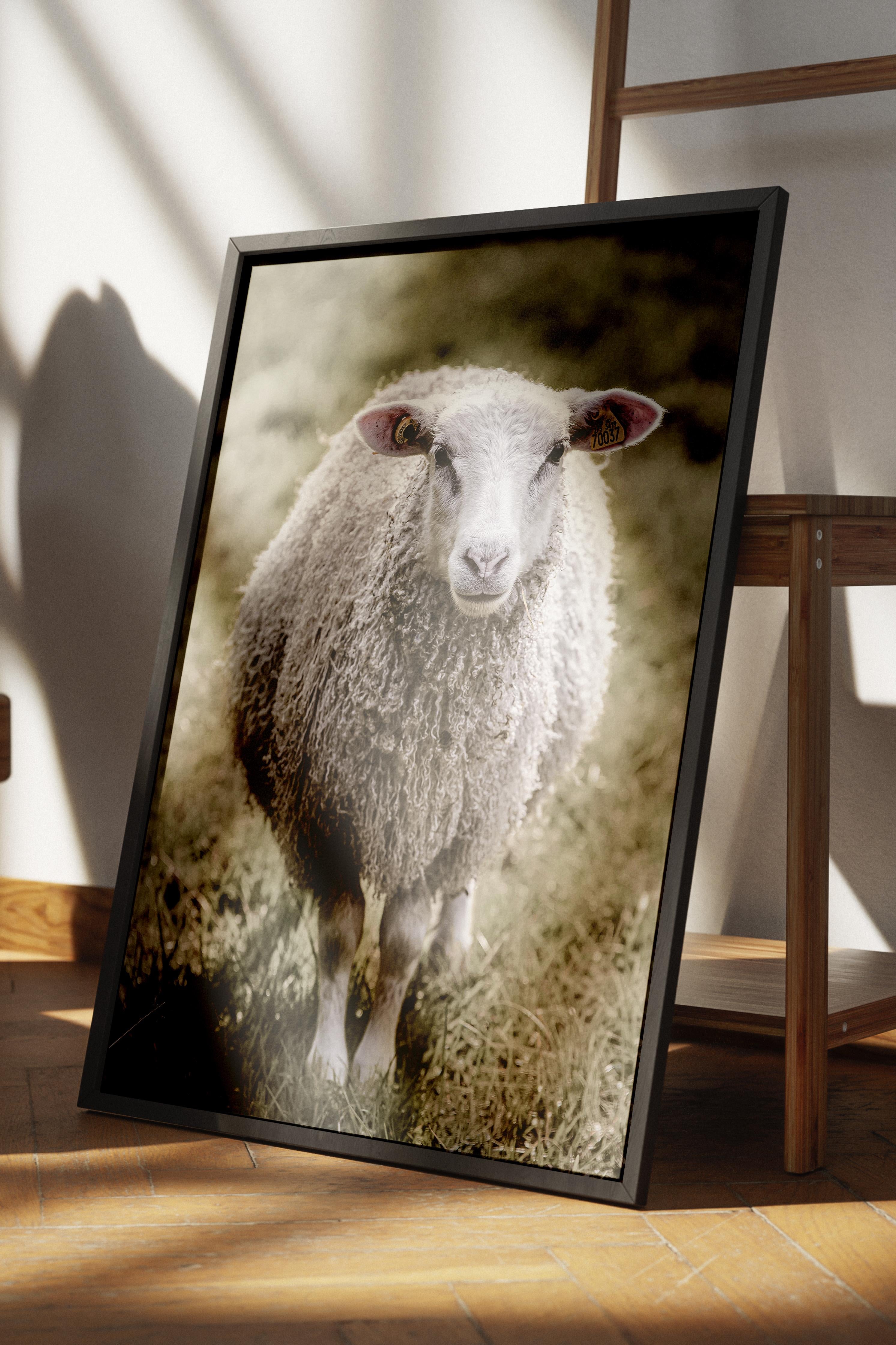 Rustic Çerçevesiz Poster, İskandinav Beyaz Poster, NO:357 Koyun Fotoğraf, Dikey
