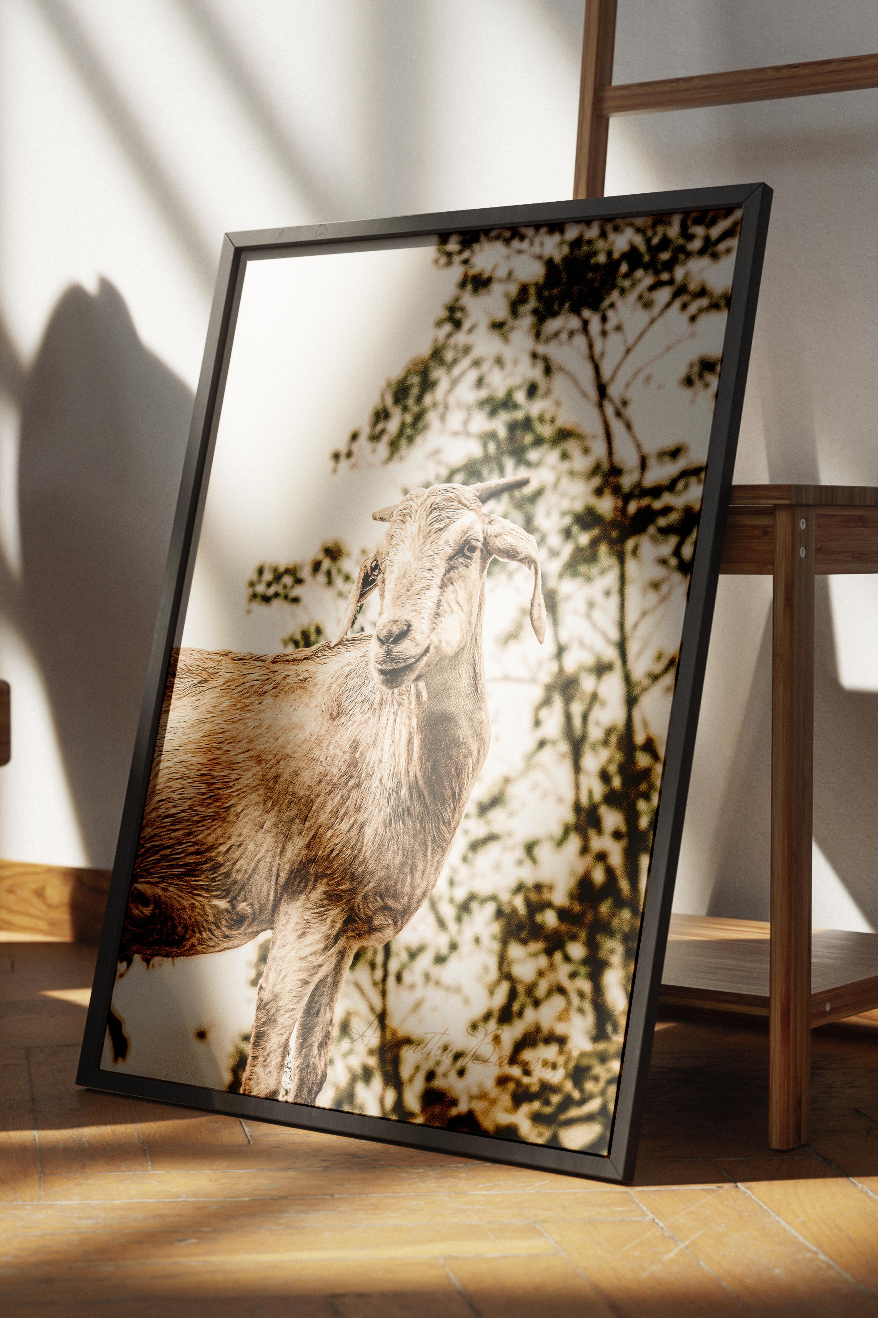 Rustic Çerçevesiz Poster, İskandinav Beyaz Poster, NO:372 Koyun Fotoğraf, Dikey