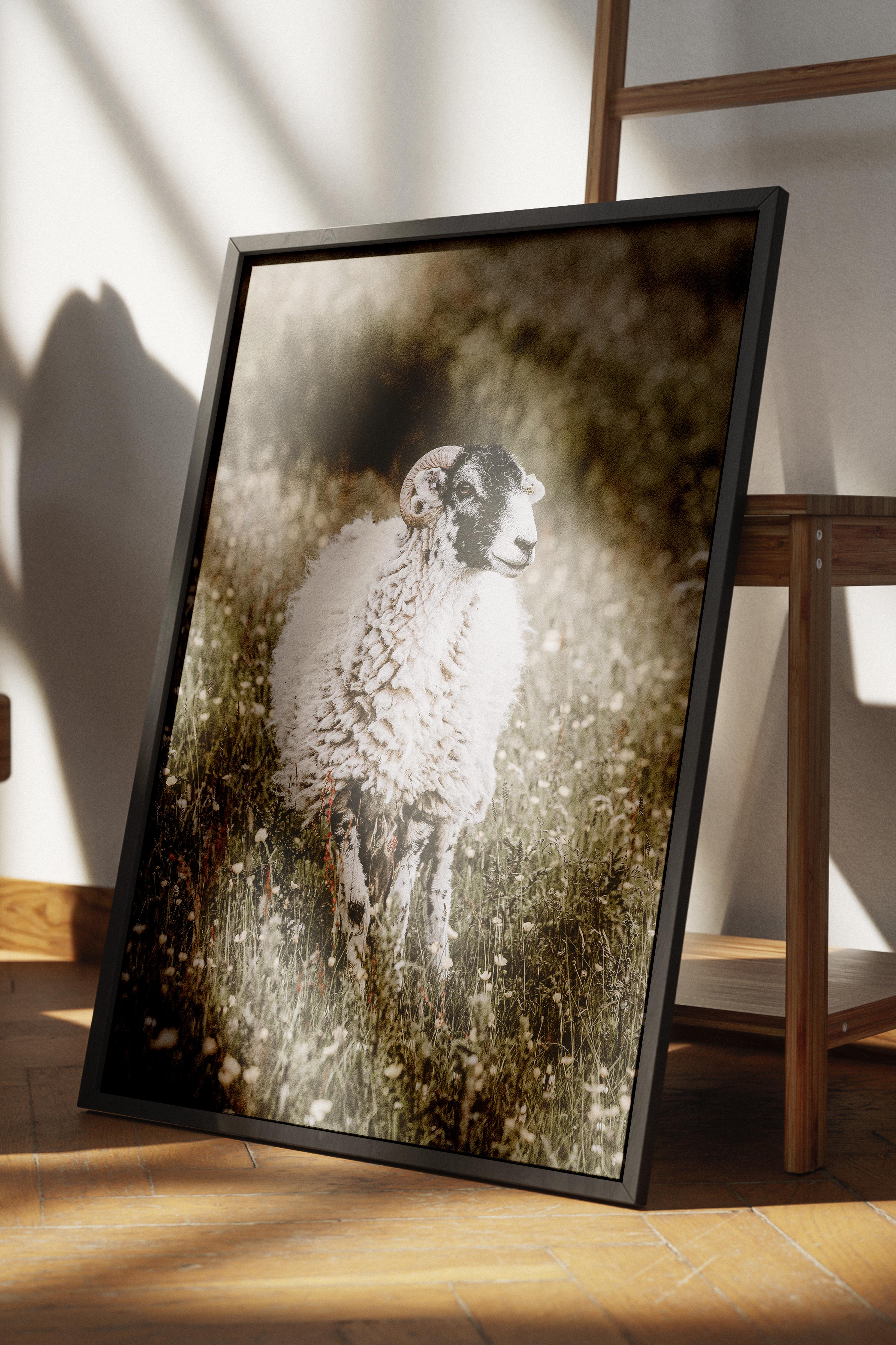Rustic Çerçevesiz Poster, İskandinav Beyaz Poster, NO:374 Koyun Fotoğraf, Dikey