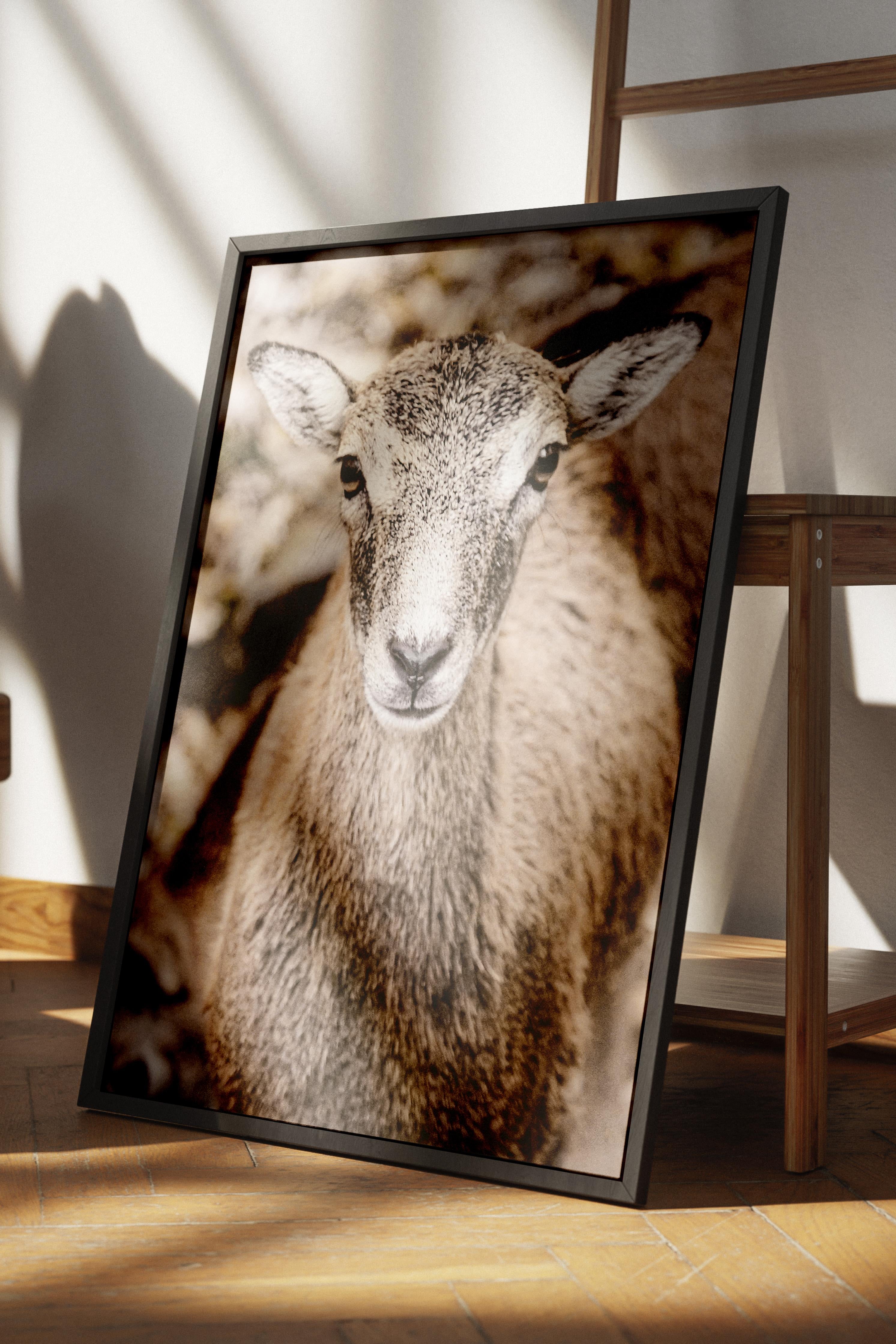 Rustic Çerçevesiz Poster, İskandinav Beyaz Poster, NO:377 Koyun Fotoğraf, Dikey